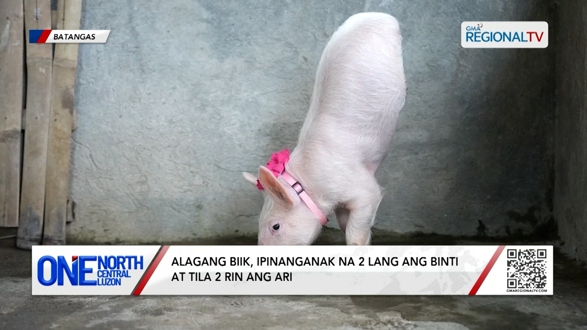 Alagang biik, ipinanganak na 2 lang ang binti at tila 2 rin ang ari | One North Central Luzon