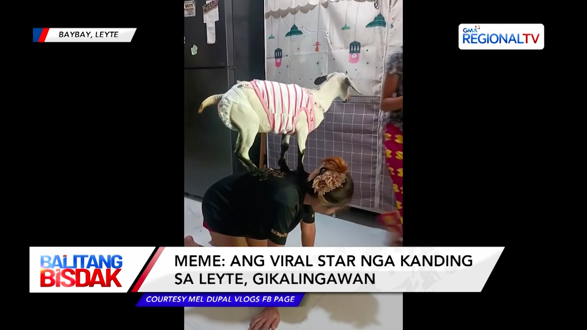 Meme: Ang Viral Star nga Kanding sa Leyte, Gikalingawan | Balitang Bisdak