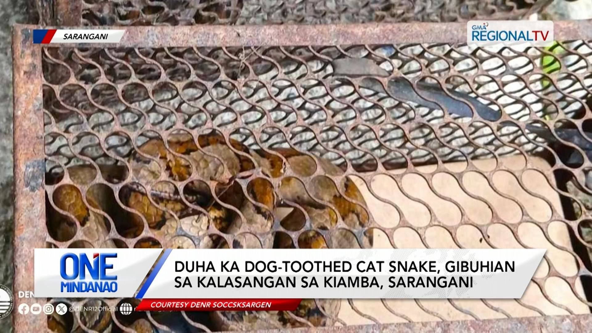 Duha ka dog-toothed cat snake, gibuhian