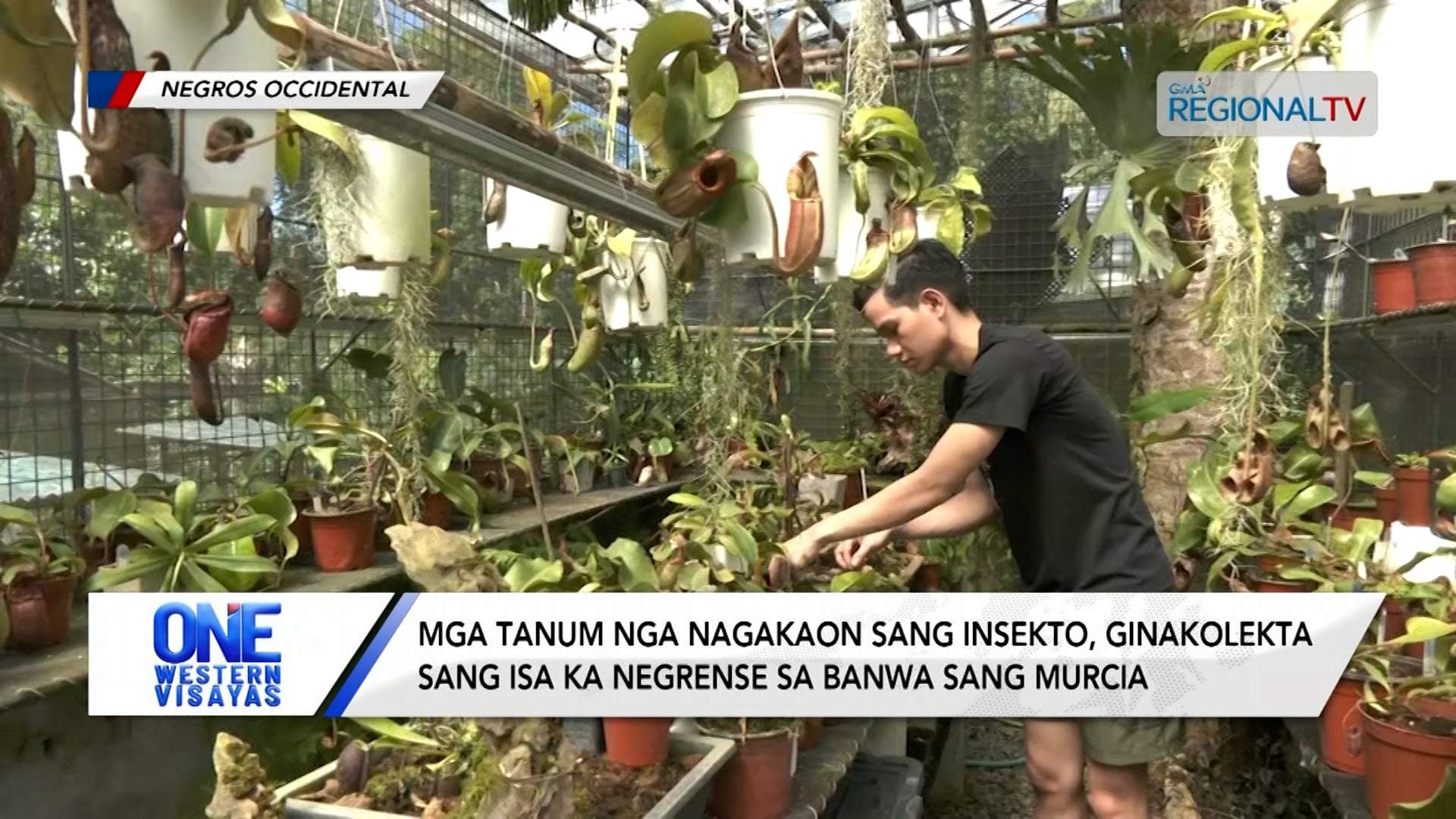 Mga Tanum nga Nagakaon sang Insekto, Ginakolekta sang Isa ka Negrense