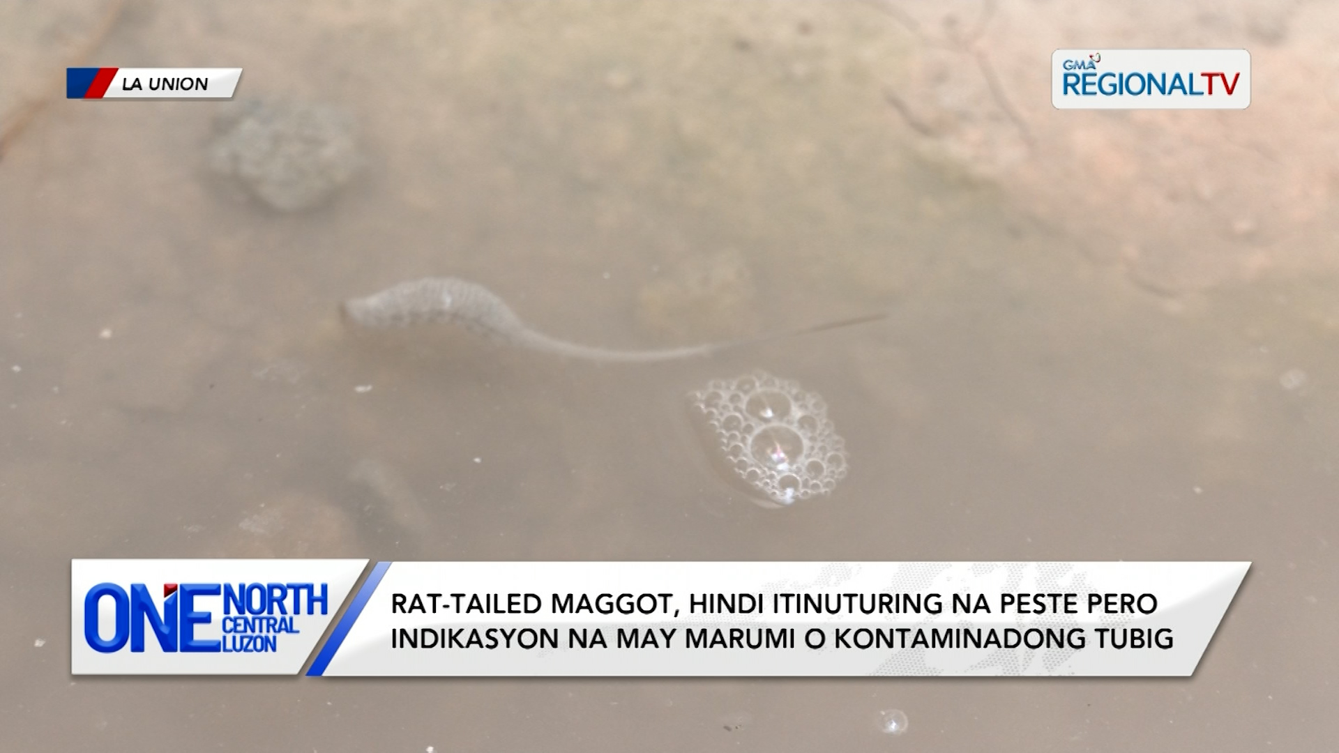 Uod na may buntot, nakita ng isang babae sa La Union habang naglalaba