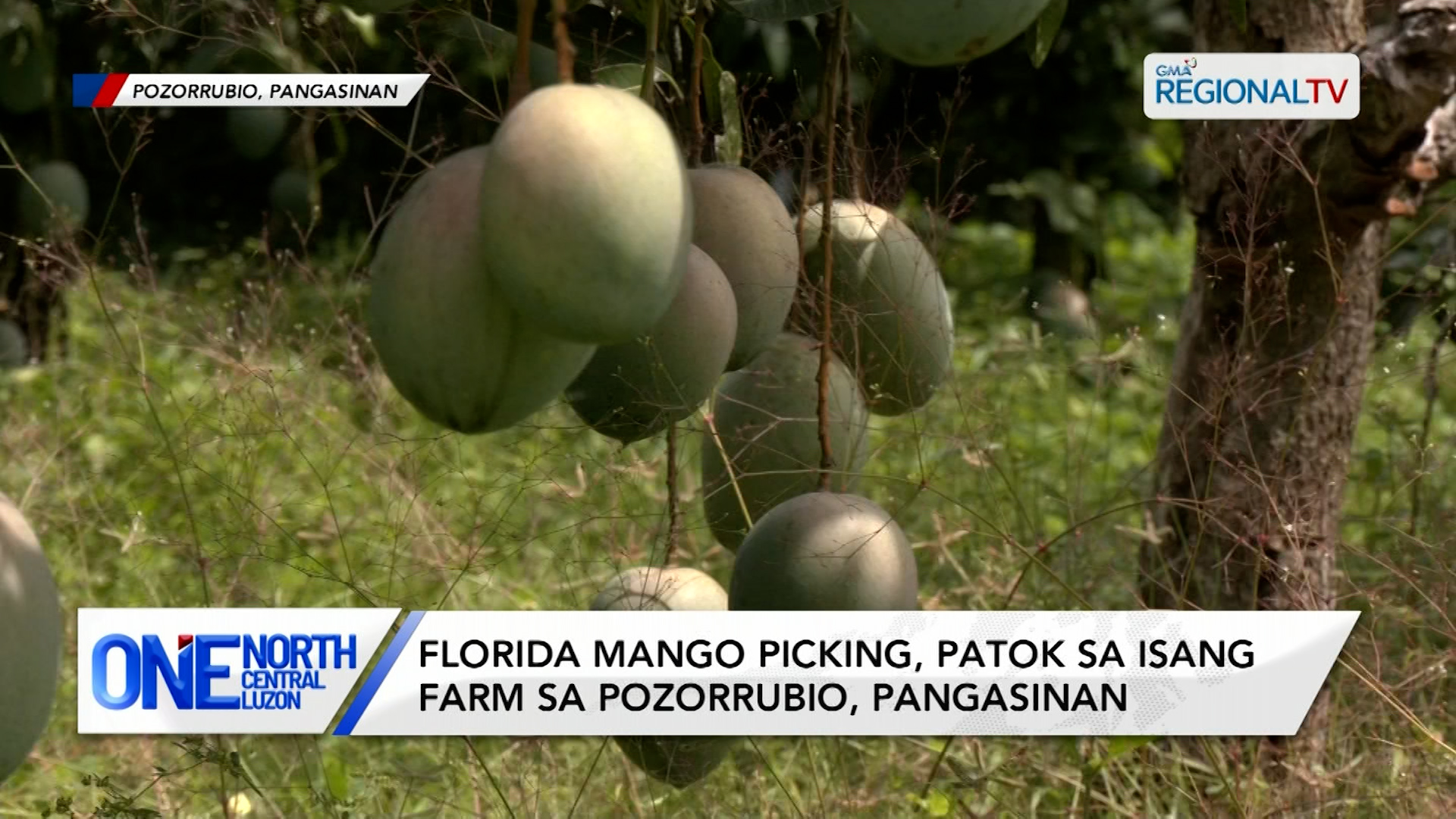 Florida mango picking, patok sa isang farm sa Pozorrubio, Pangasinan