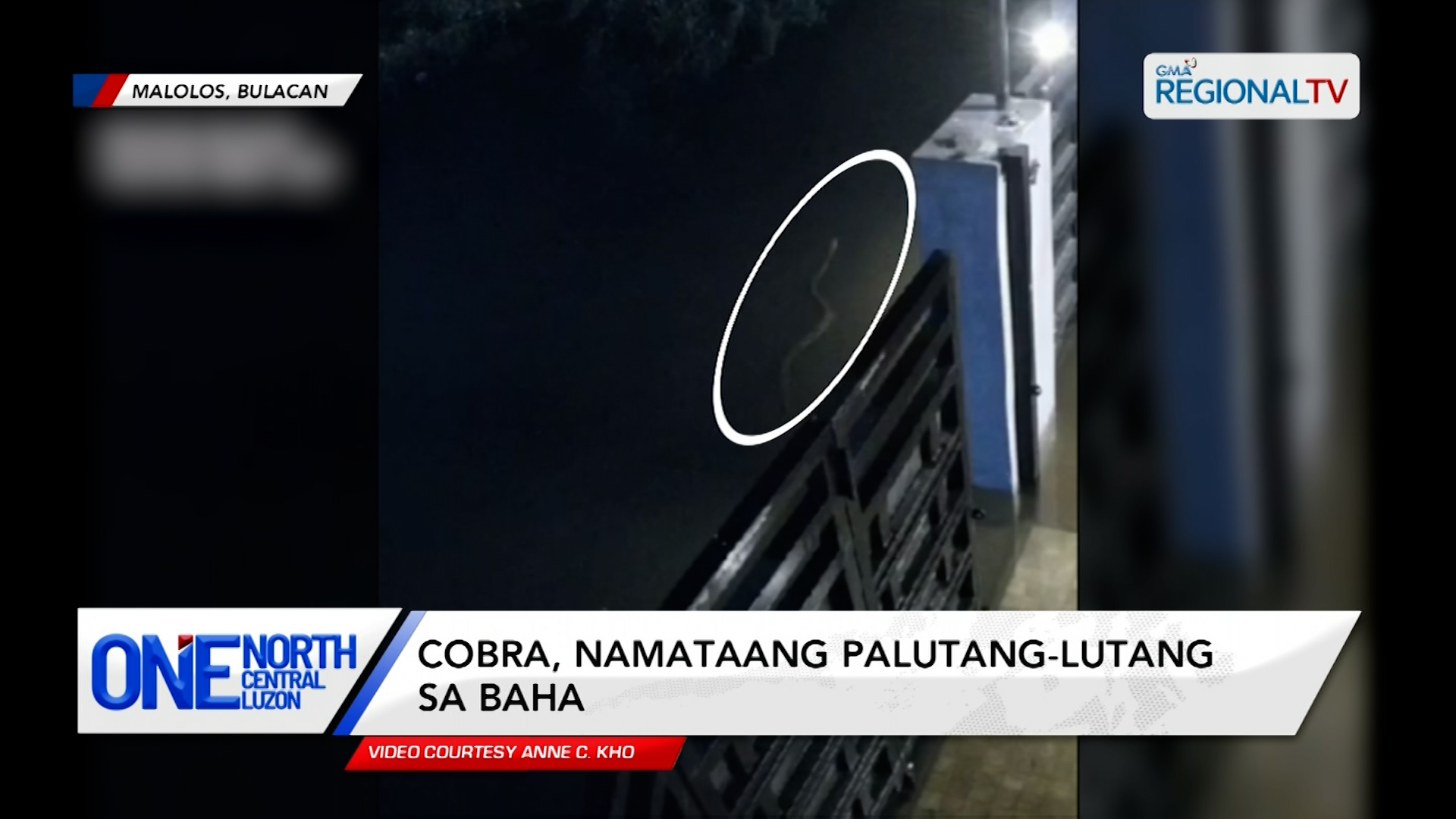 Cobra, namataang palutang-lutang sa baha | One North Central Luzon