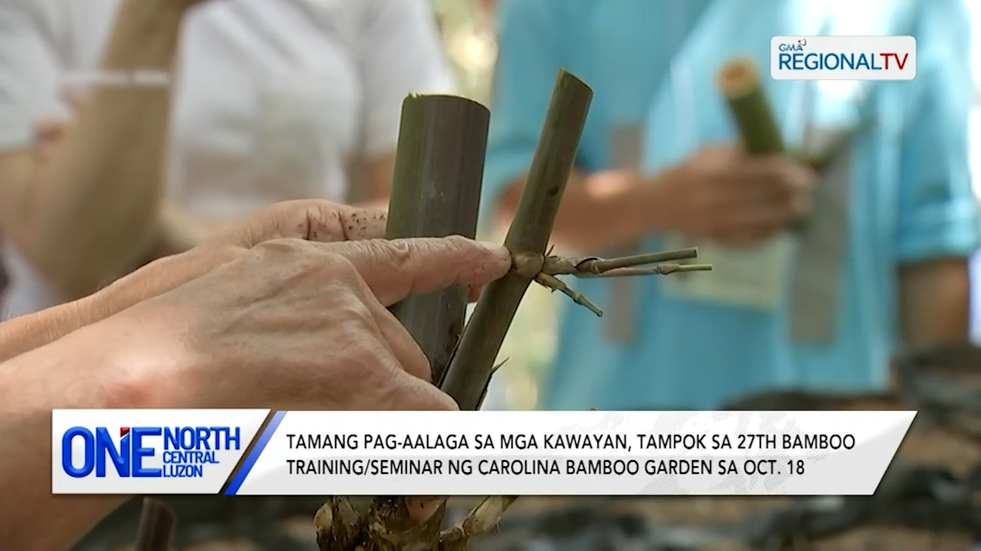 Tamang pag-aalaga sa kawayan, tampok sa Carolina Bamboo Garden sa Oct. 18 | One North Central Luzon