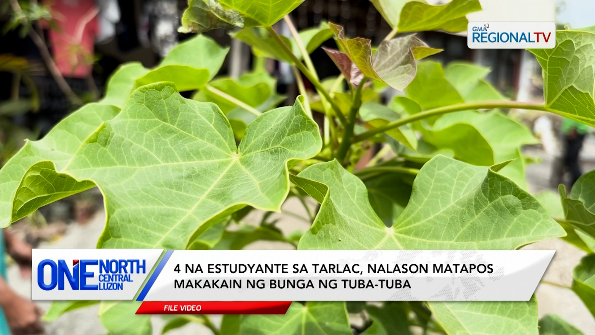 4 na estudyante sa Tarlac, nalason matapos makakain ng bunga ng tuba-tuba | One North Central Luzon