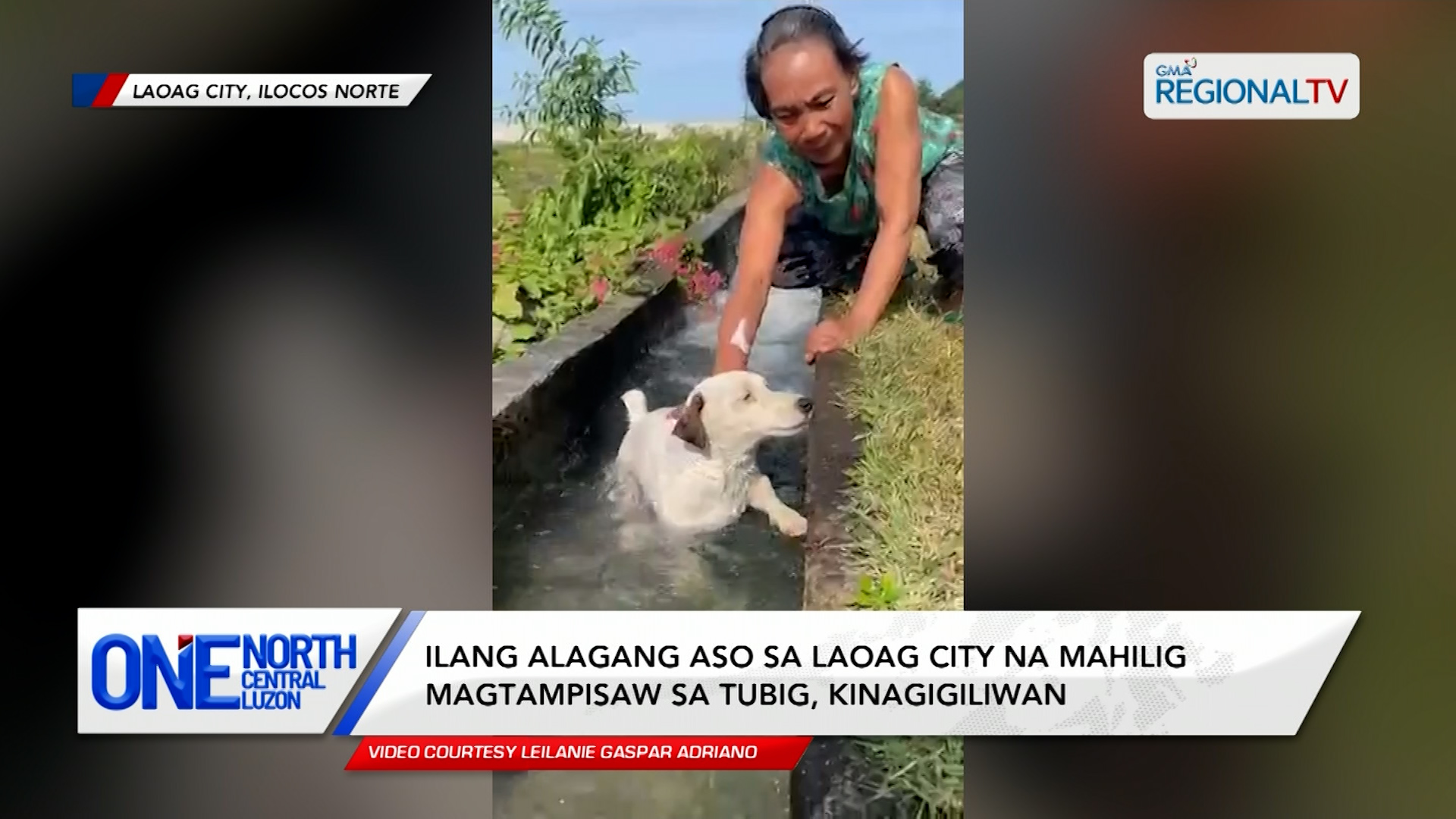 Ilang alagang aso sa Laoag City na mahilig magtampisaw, kinagigiliwan | One North Central Luzon
