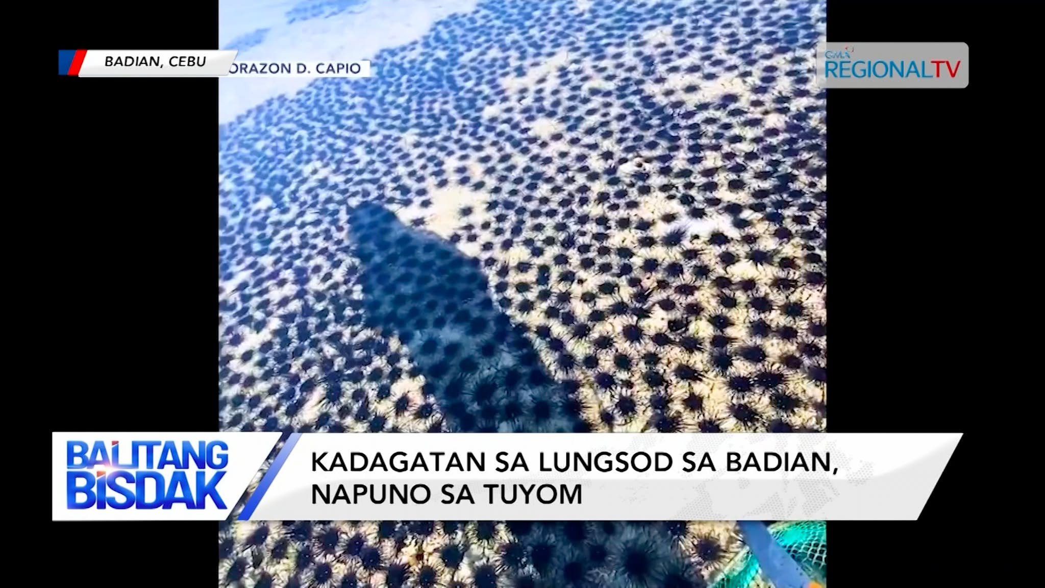 Daghang Tuyom, Napadpad sa Baybayon sa Badian | Balitang Bisdak