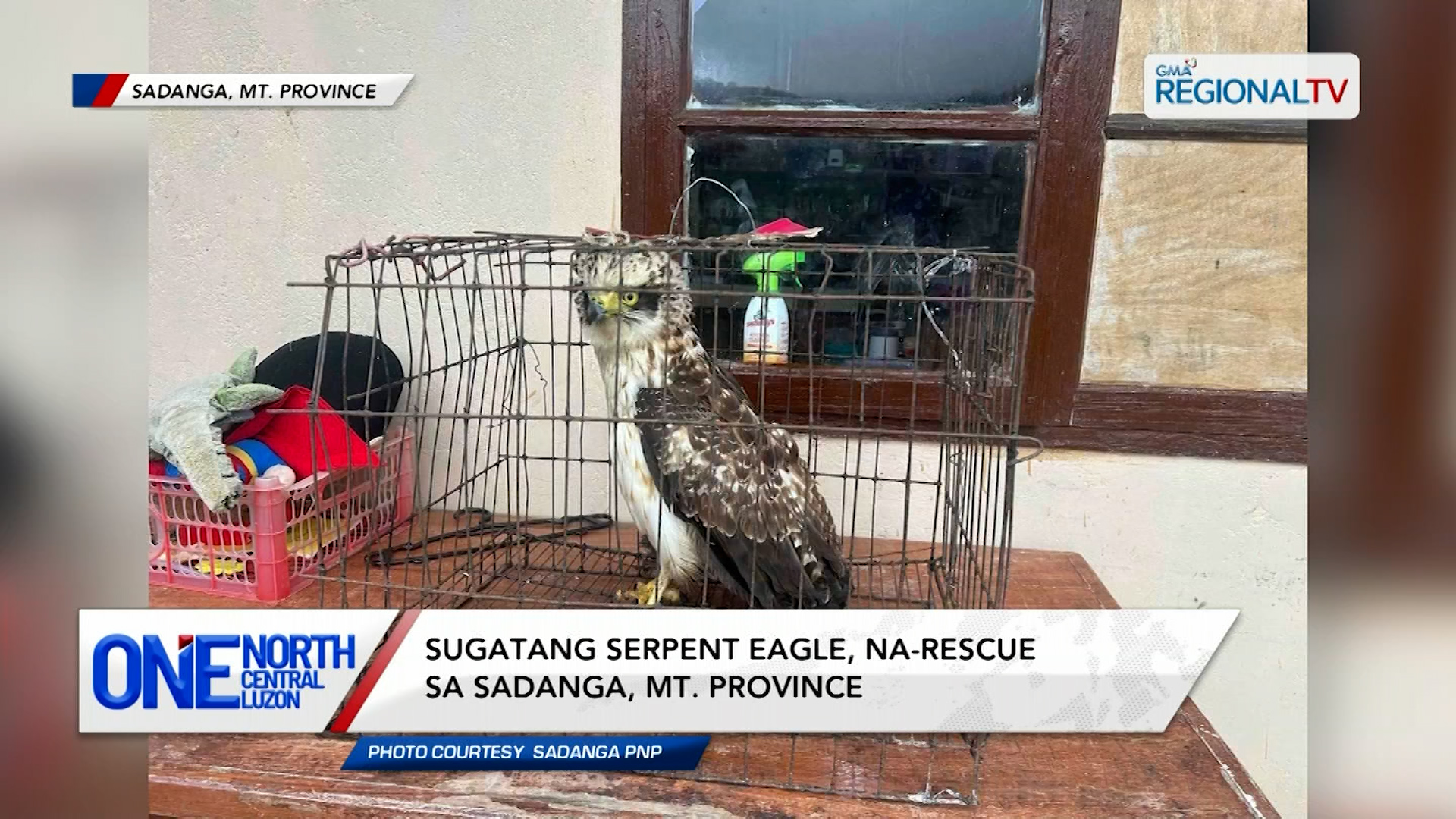 Sugatang serpent eagle, na-rescue sa Sadanga, Mt. Province | One North Central Luzon
