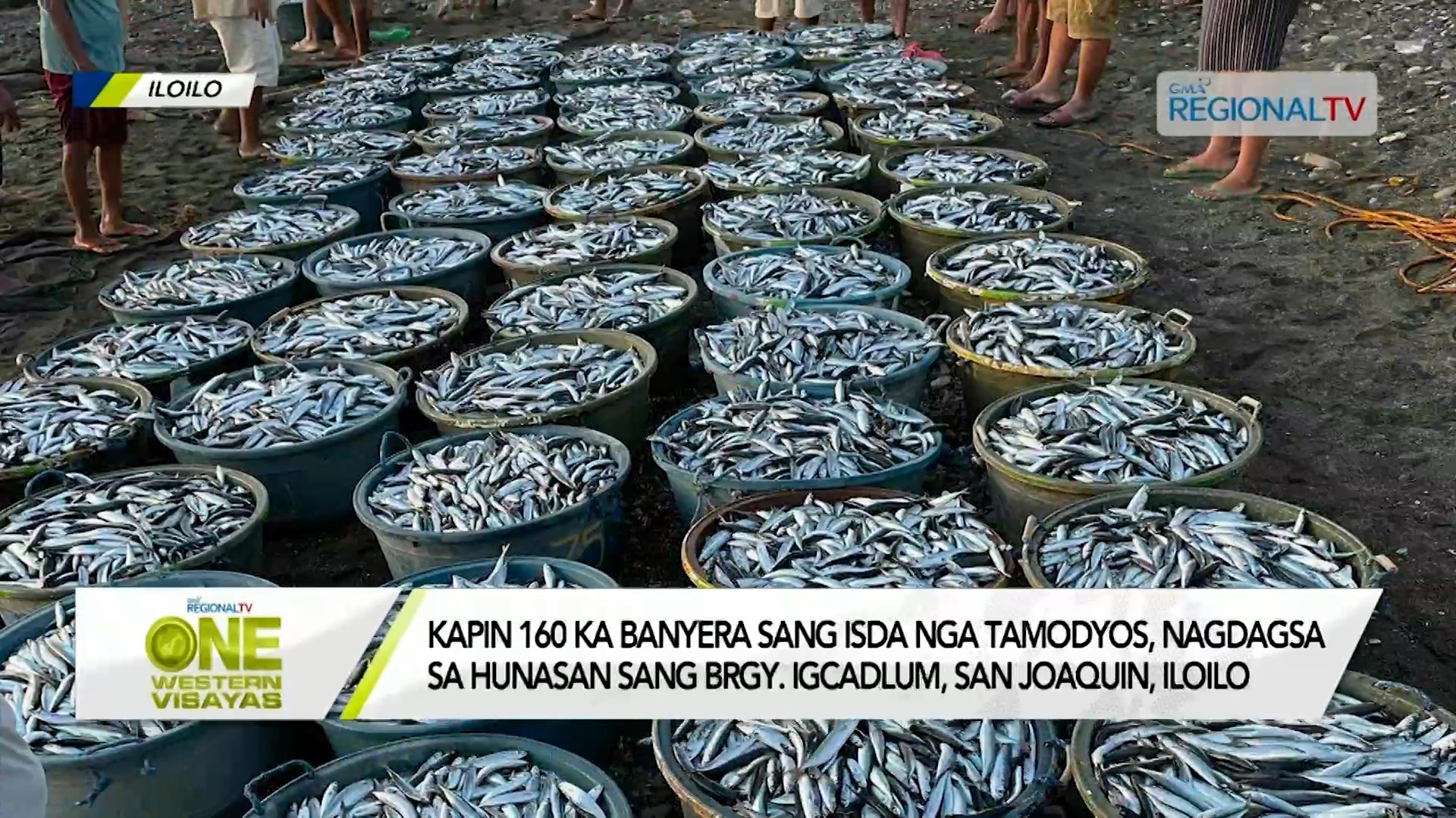 160 ka banyera sang isda nga tamodyos, nagdagsa sa San Joaquin, Iloilo