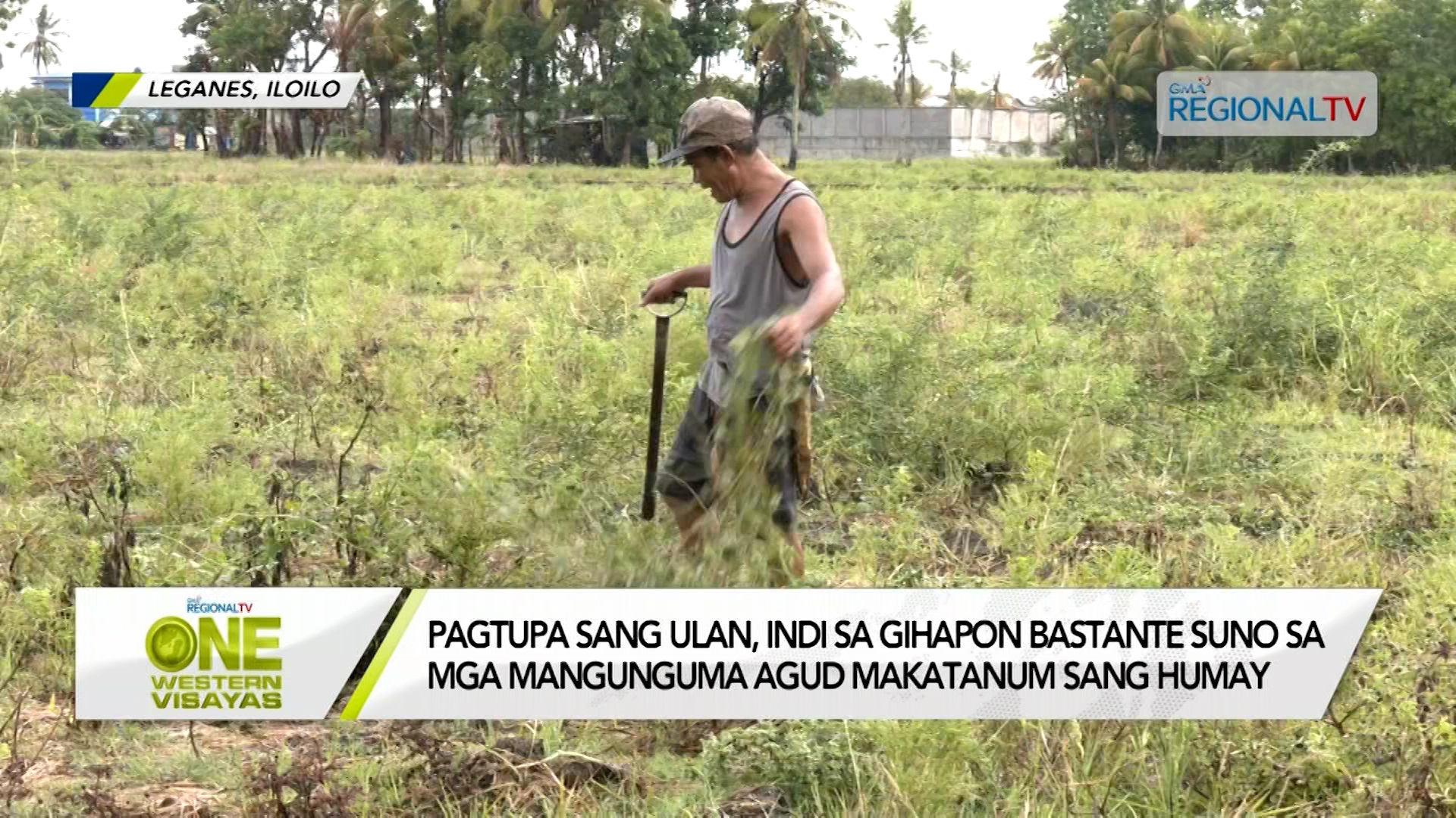 Pagtupa sang ulan, indi sa gihapon bastante suno sa mga mangunguma