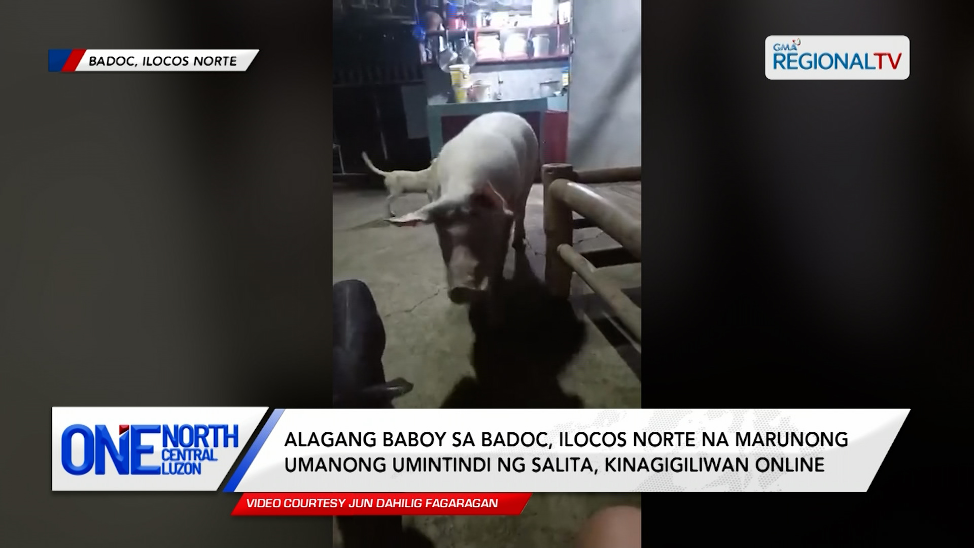 Alagang baboy na marunong umanong umintindi ng salita, kinagigiliwan online