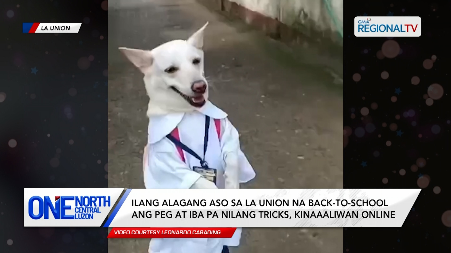 Ilang alagang aso sa La Union na back-to-school ang peg, kinaaaliwan online