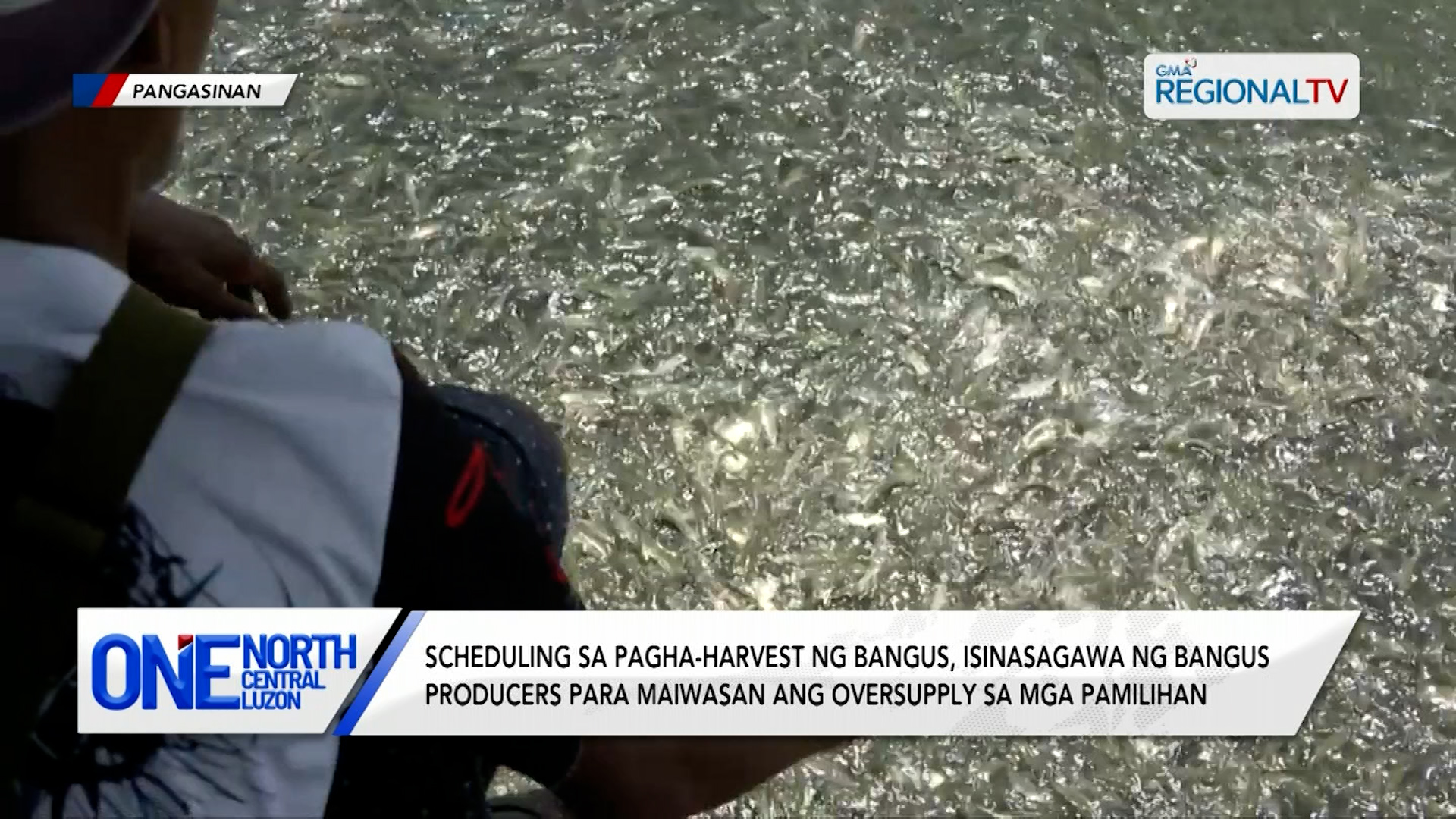 Scheduling sa pagha-harvest ng bangus, isinasagawa | One North Central Luzon