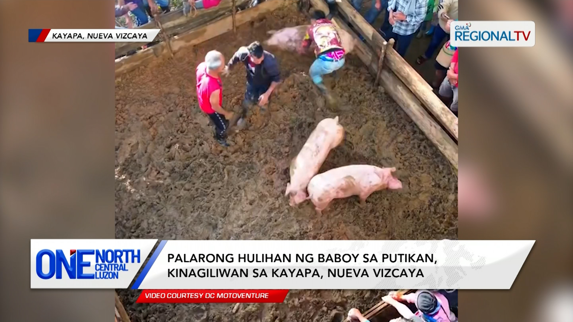 Palarong hulihan ng baboy sa putikan, kinagiliwan sa Kayapa, Nueva Vizcaya | One North Central Luzon