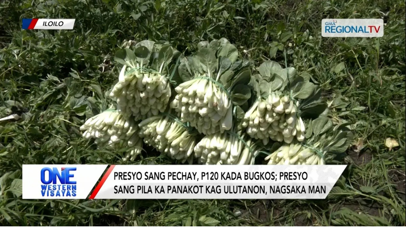 Presyo sang pechay, P120 na kada bugkos; presyo sang pila ka ulutanon, nagsaka | One Western Visayas