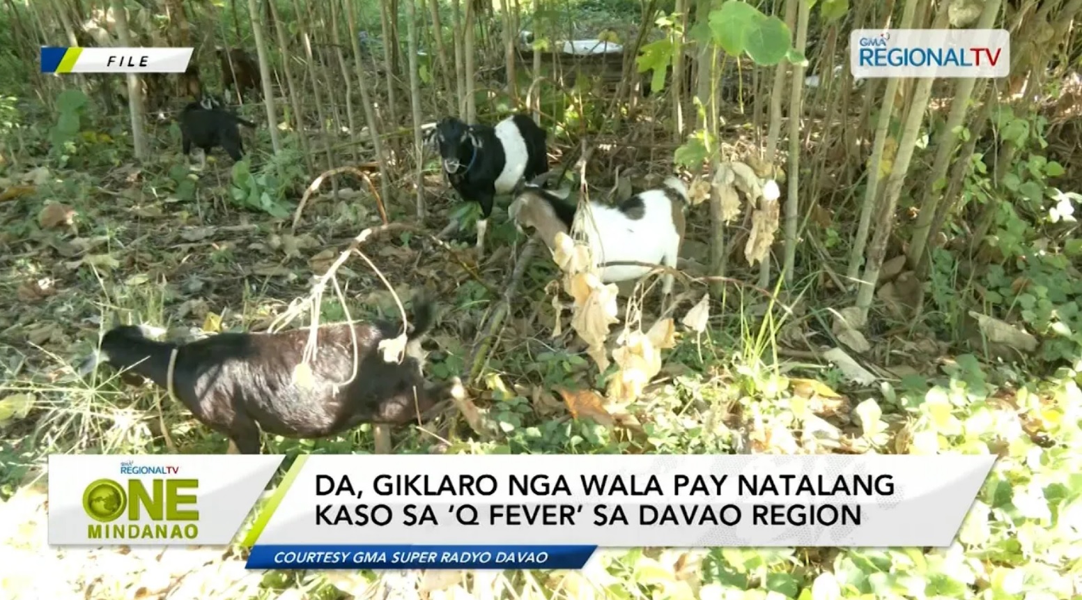 DA, giklaro nga wala pay natalang kaso sa ‘Q Fever’ sa Davao Region