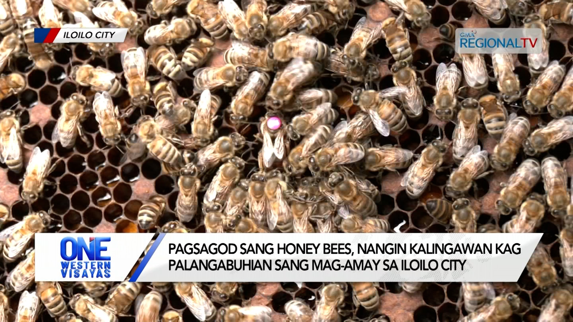 Pagsagod sang honey bees, nangin kalingawan kag palangabuhian sang mag-amay