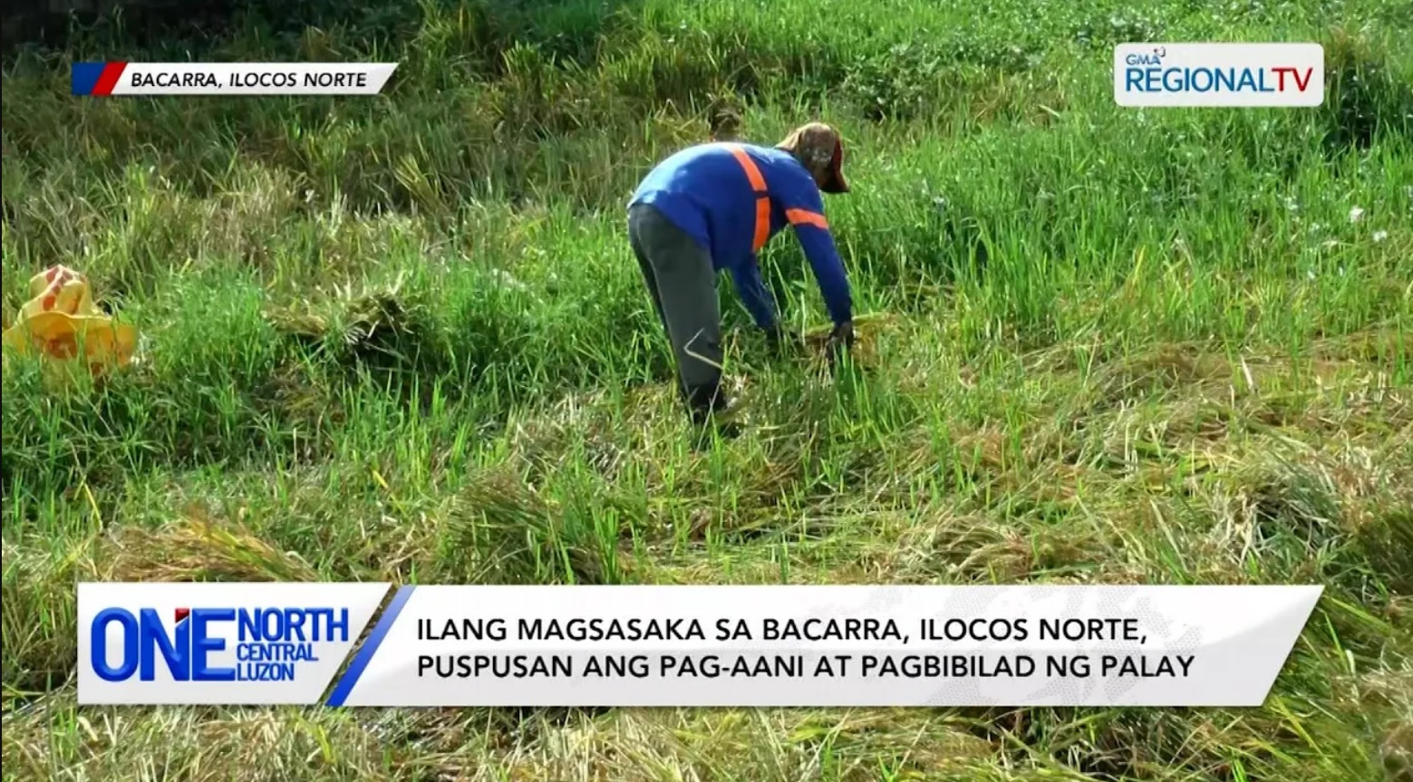 Ilang magsasaka sa Bacarra, Ilocos Norte, puspusan ang pag-aani