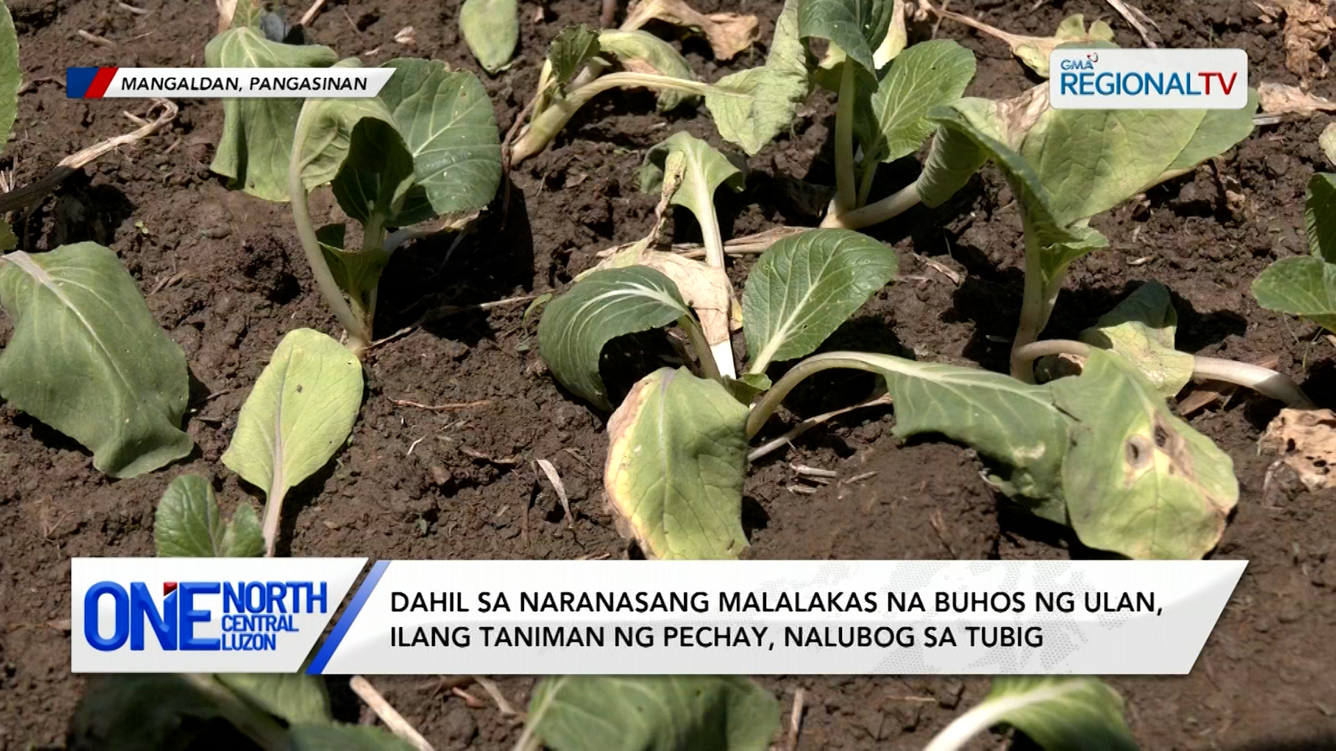 Dahil sa naranasang ulan, ilang taniman ng pechay, nalubog sa tubig