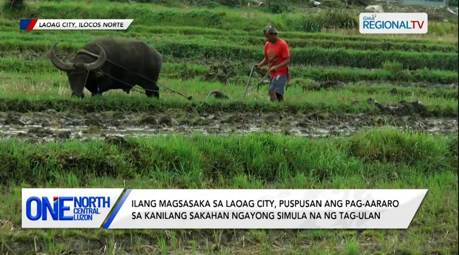 Ilang magsasaka sa Laoag City, puspusan ang pag-aararo sa kanilang sakahan