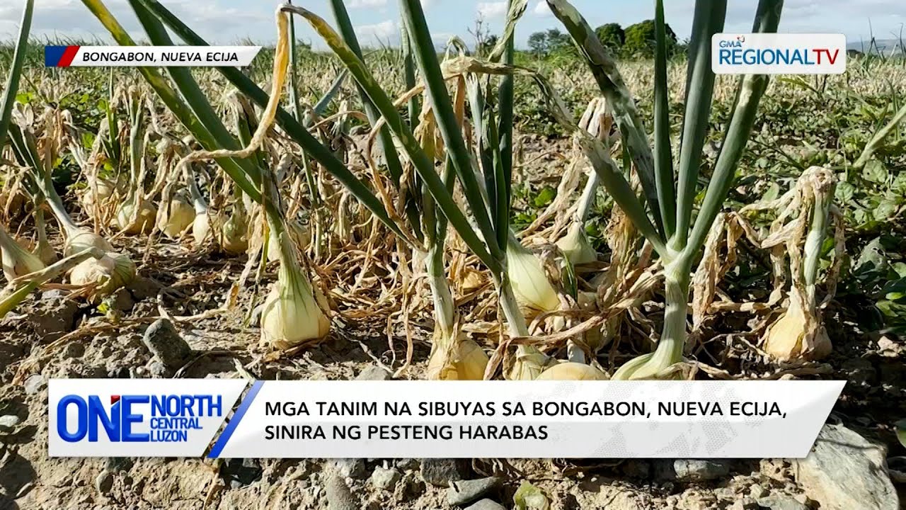 Mga tanim na sibuyas sa Bongabon, Nueva Ecija, sinira ng pesteng harabas | One North Central Luzon