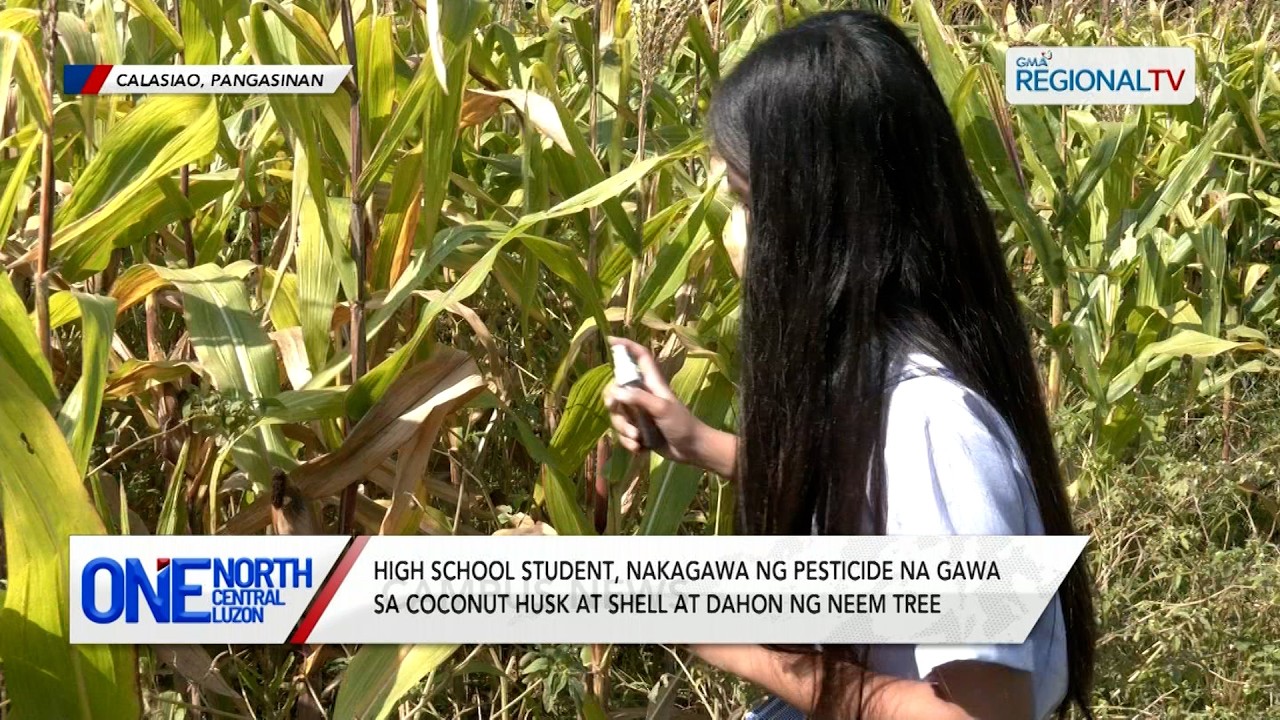 Estudyante, nakagawa ng pesticide na gawa sa dahon ng neem tree | One North Central Luzon