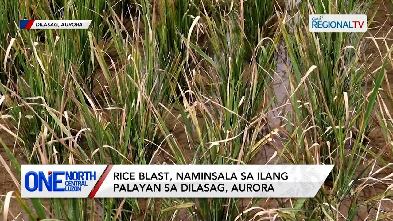 Rice blast, naminsala sa ilang palayan sa Aurora | One North Central Luzon