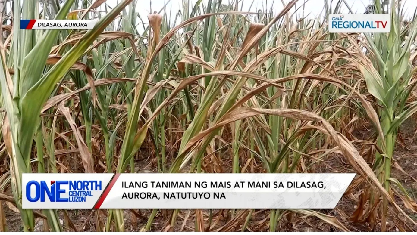 Ilang taniman ng mais at mani sa Dilasag, Aurora, natutuyo na | One North Central Luzon
