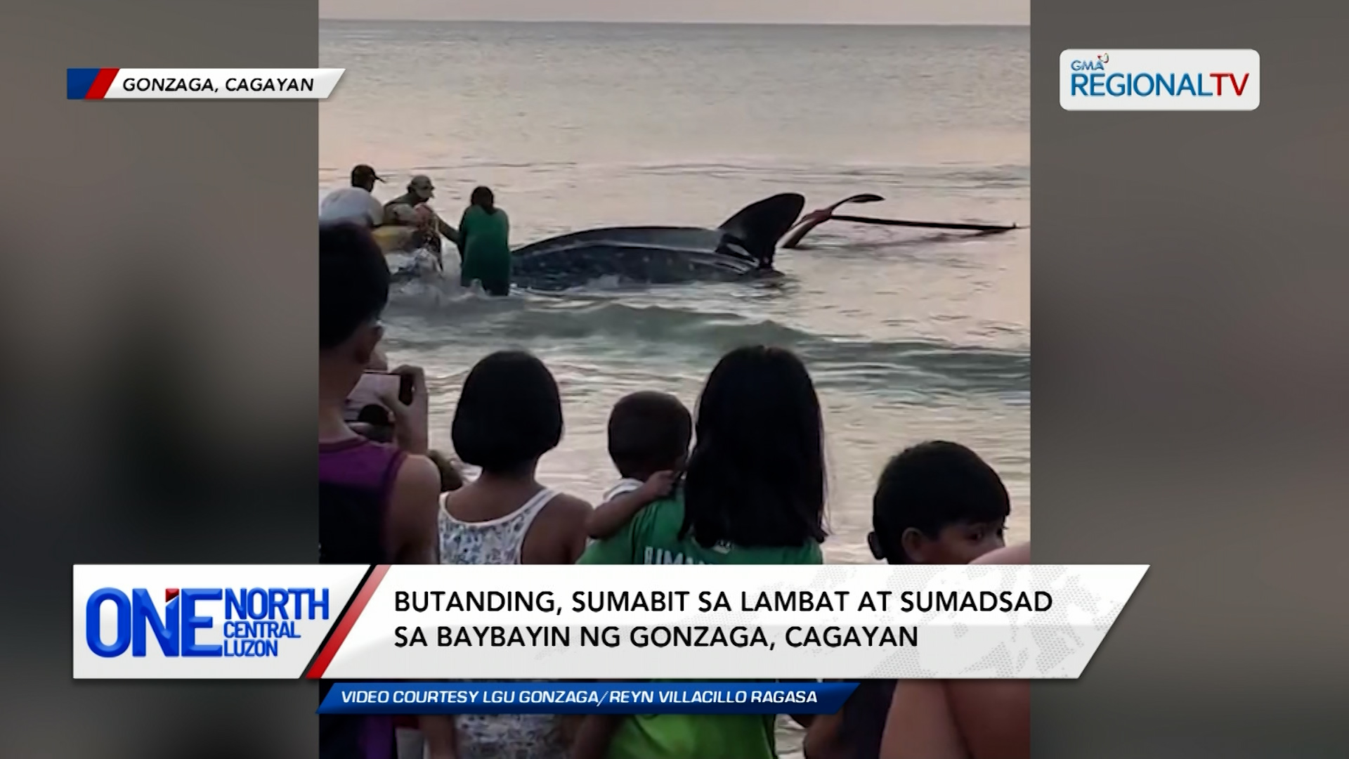 Butanding, sumadsad sa baybayin ng Gonzaga, Cagayan | One North Central Luzon