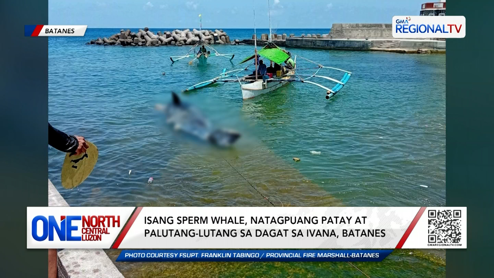 Isang sperm whale, natagpuang patay at palutang-lutang sa dagat sa Batanes | One North Central Luzon