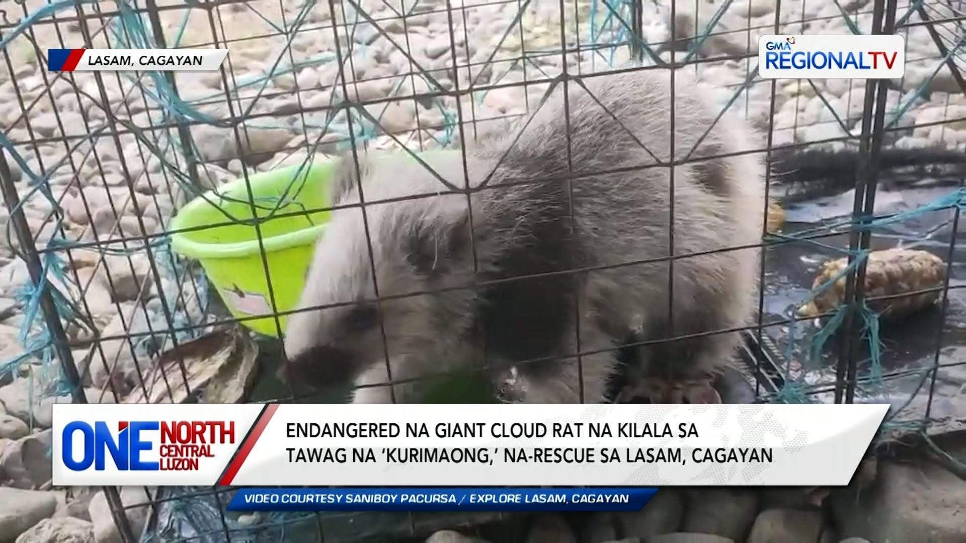 Endangered na giant cloud rat na kilala sa tawag na ‘kurimaong,’ nailigtas | One North Central Luzon