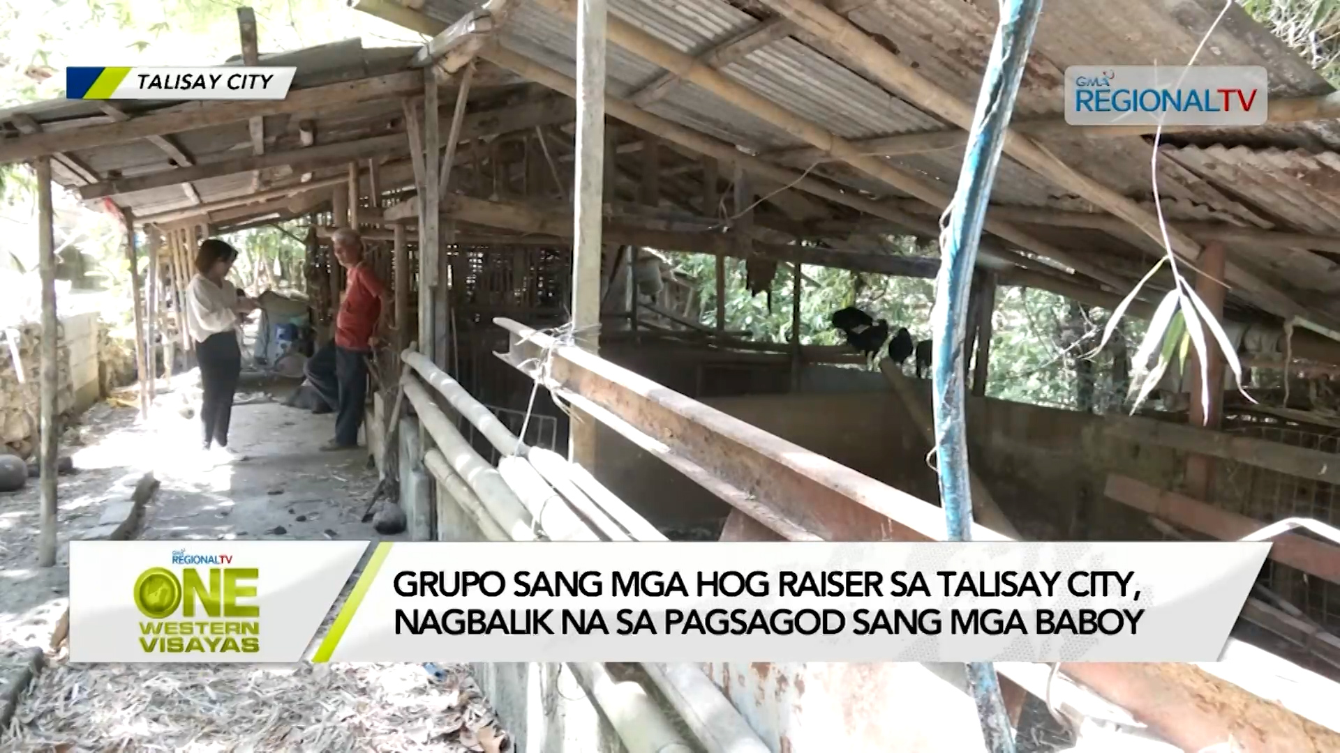 Grupo sang hog raisers sa Talisay City, nagbalik na sa pagsagod sang mga baboy