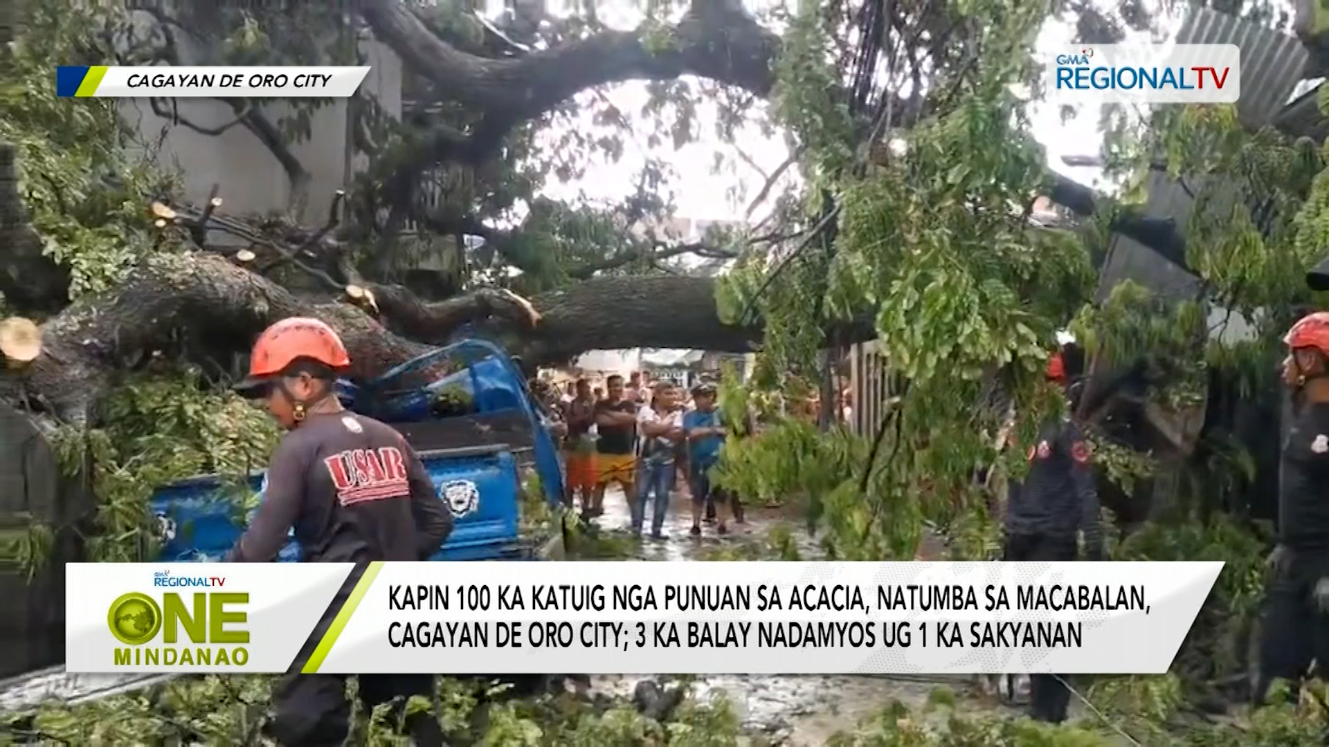 Kapin 100 ka katuig nga punuan sa Acacia, natumba sa Macabalan, Cagayan de Oro City