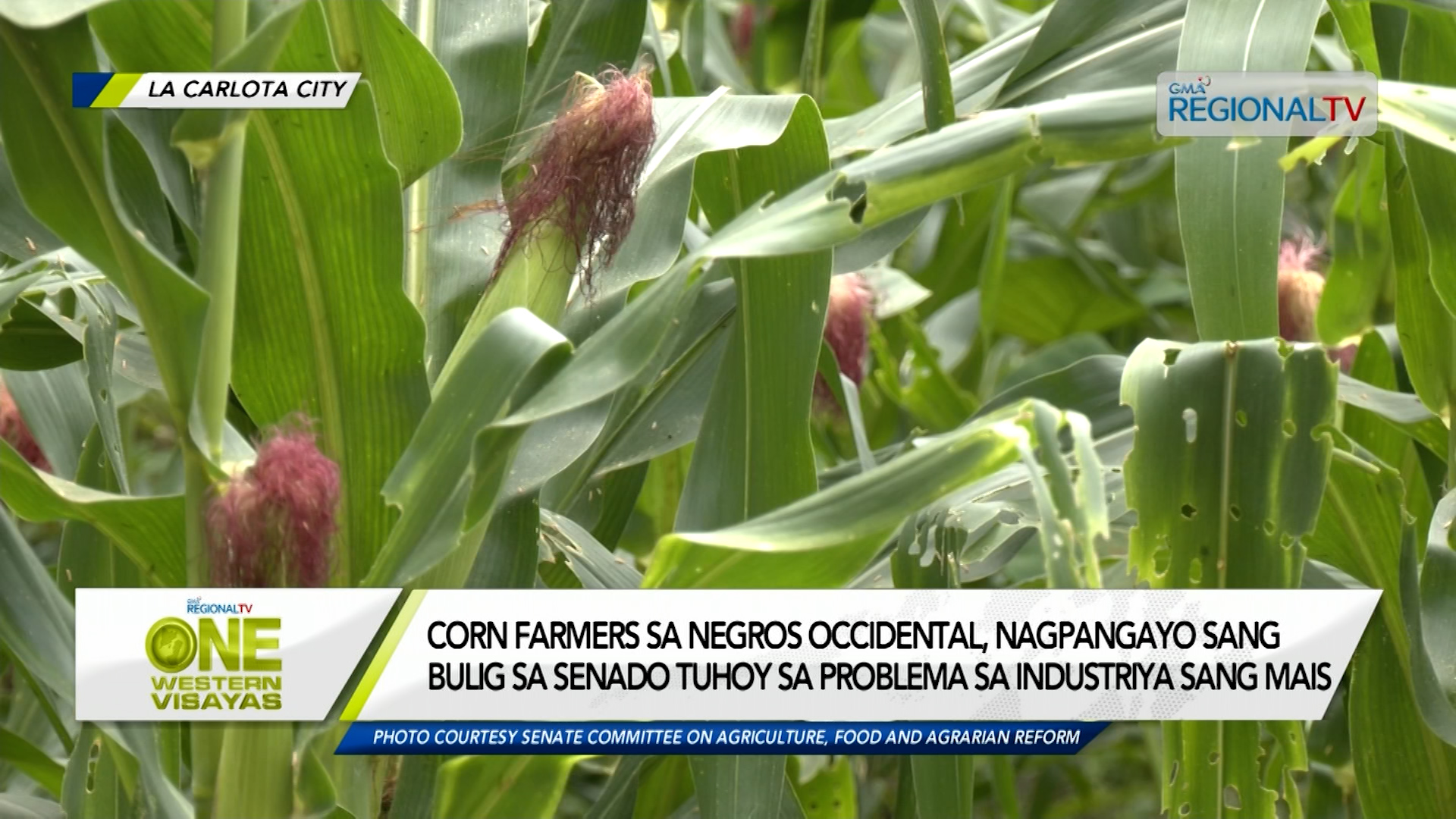 Corn Farmers, Ginpadangat sa Senado ang Problema sa Industriya sang Mais