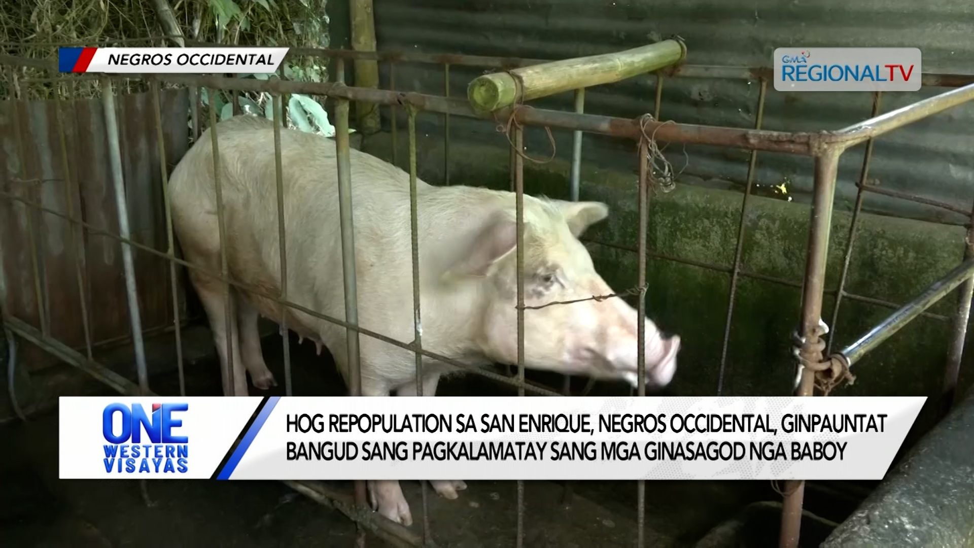 Hog repopulation sa San Enrique, Negros Occidental, ginpauntat