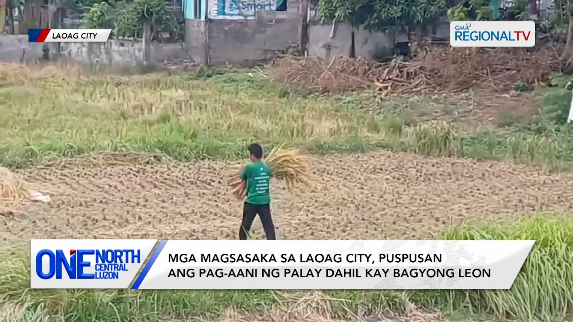 Mga magsasaka sa Laoag City, puspusan ang pag-aani ng palay