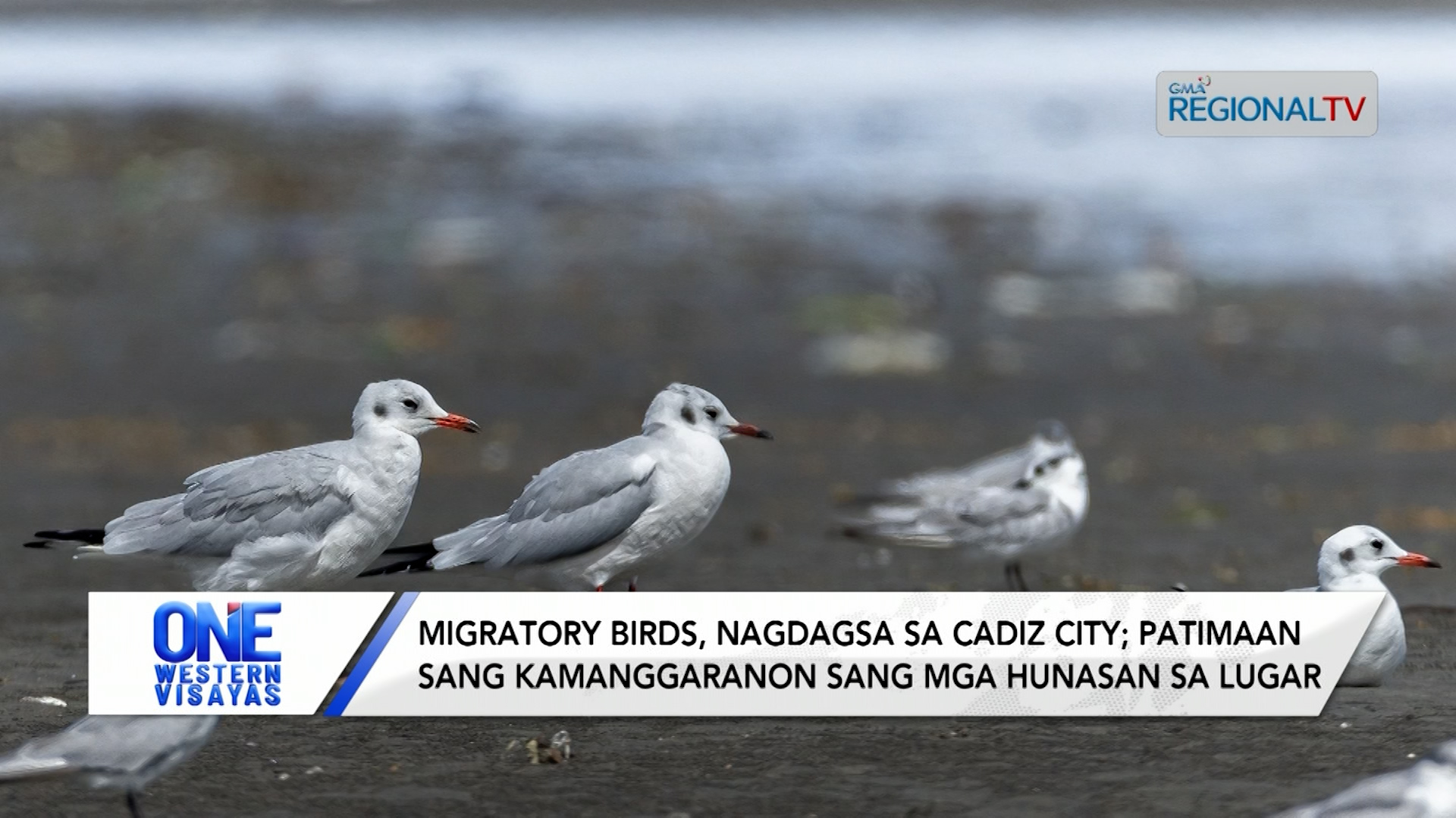 Migratory birds, nagdagsa sa Cadiz City