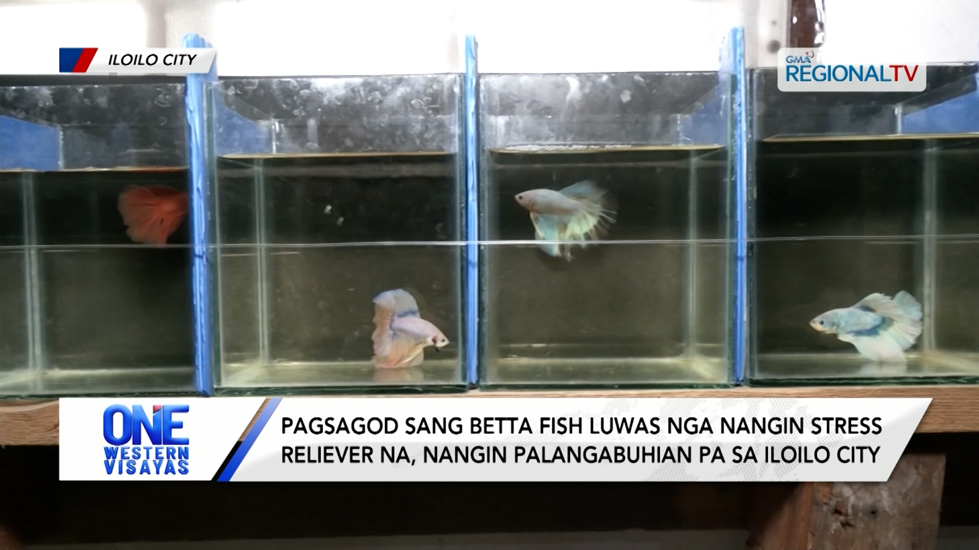Pagsagod sang betta fish, stress reliever na nangin palangabuhian pa