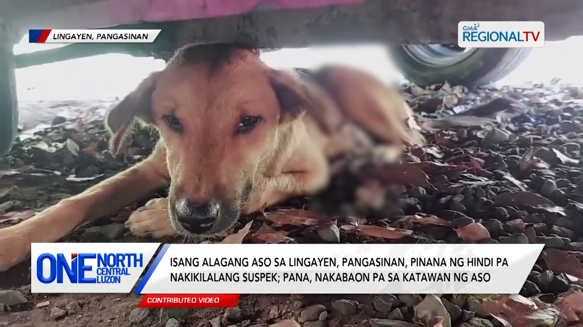 Isang alagang aso sa Lingayen, pinana ng hindi pa nakikilalang suspek