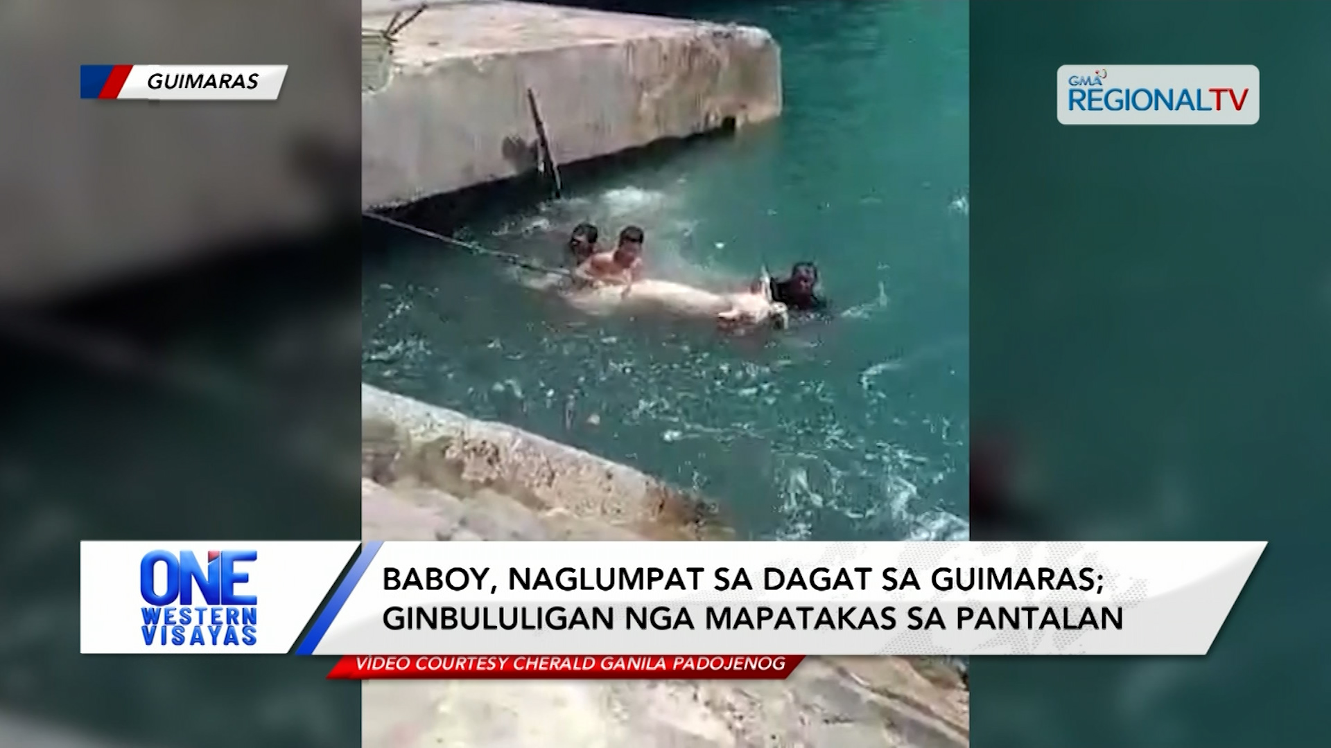 Baboy, naglumpat sa dagat sa Guimaras; ginbululigan nga mapatakas sa pantalan