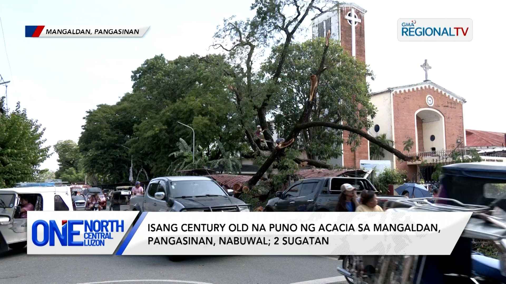 Isang century old na puno ng acacia sa Nangaldan, Pangasinan, nabuwal