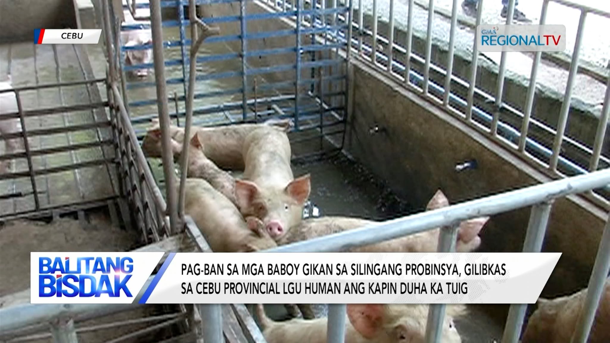 Pag-ban sa mga baboy sa silingang probinsya, gilibkas sa Cebu Provincial LGU