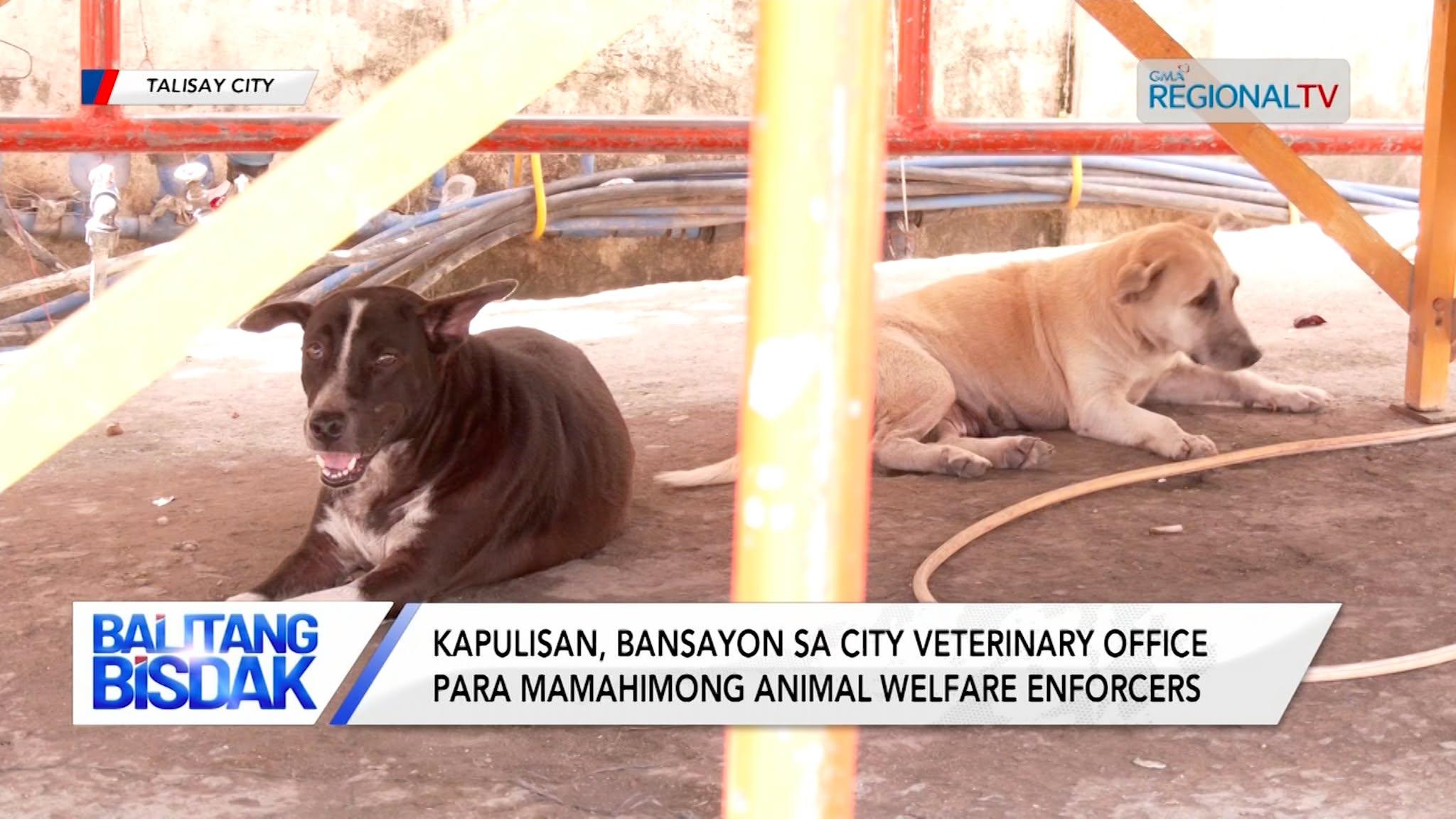 Kapulisan, Bansayon sa City Vet Office aron Mamahimong Animal Welfare Enforcers | Balitang Bisdak