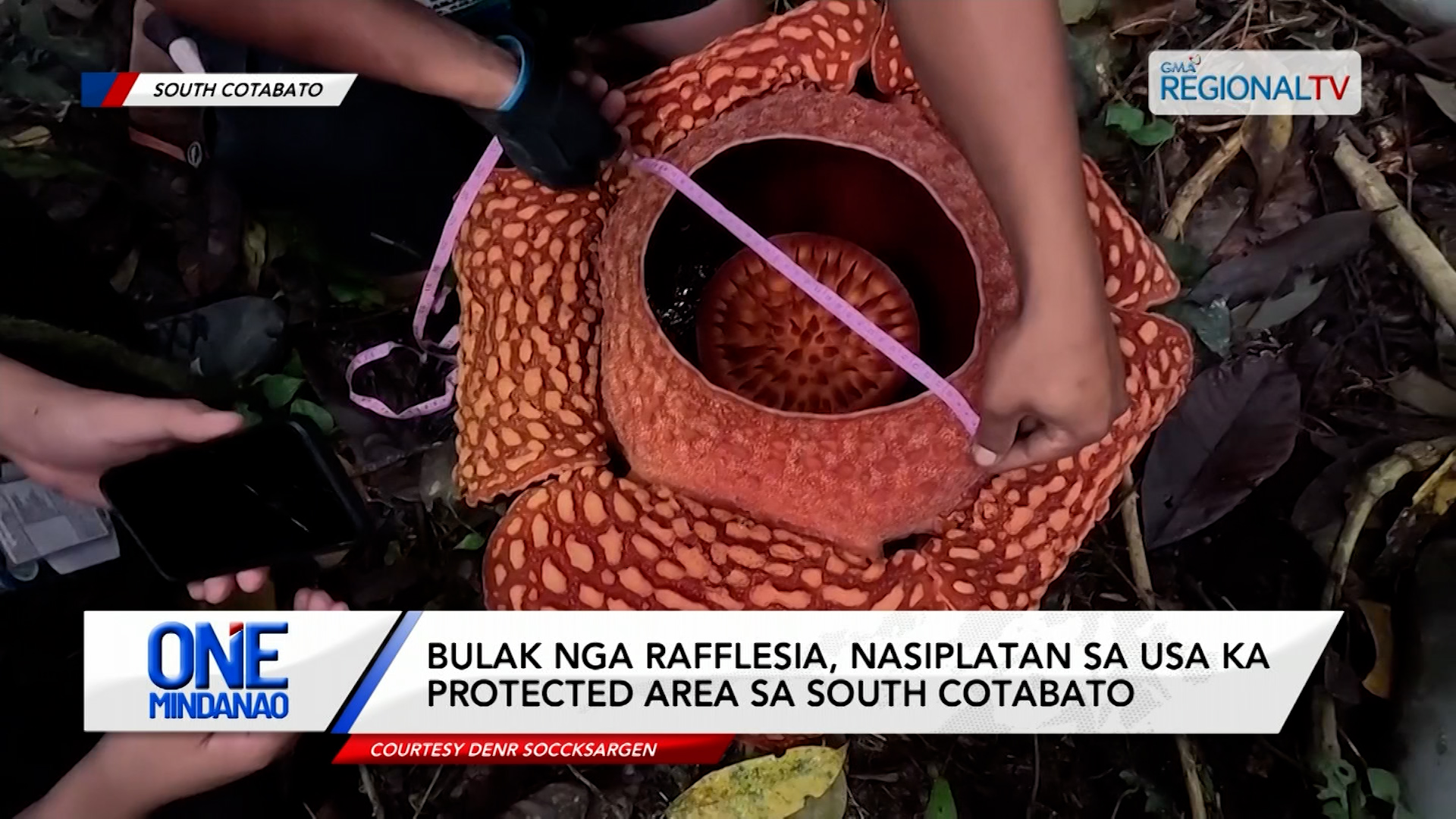 Bulak nga Rafflesia, nasiplatan sa usa ka protected area sa South Cotabato | One Mindanao
