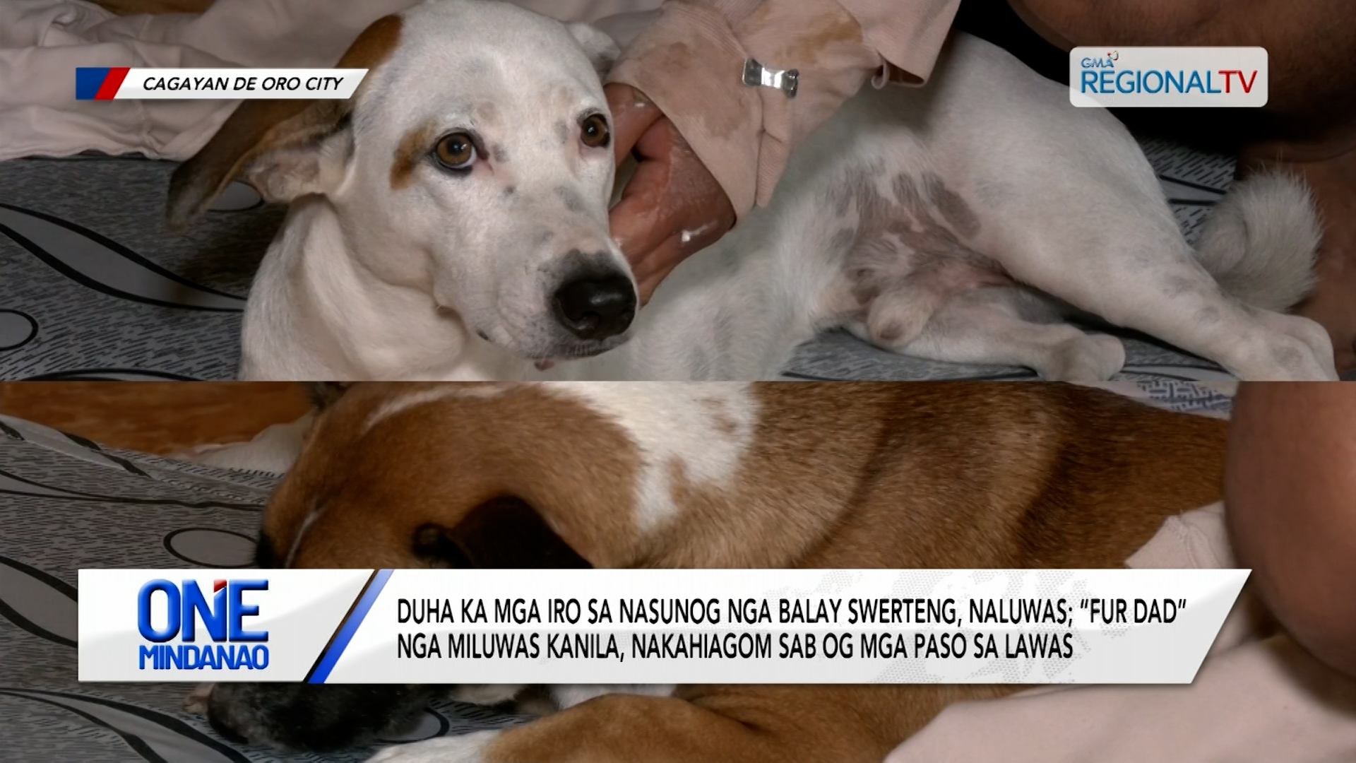 Duha ka mga iro sa nasunog nga balay swerteng, naluwas | One Mindanao