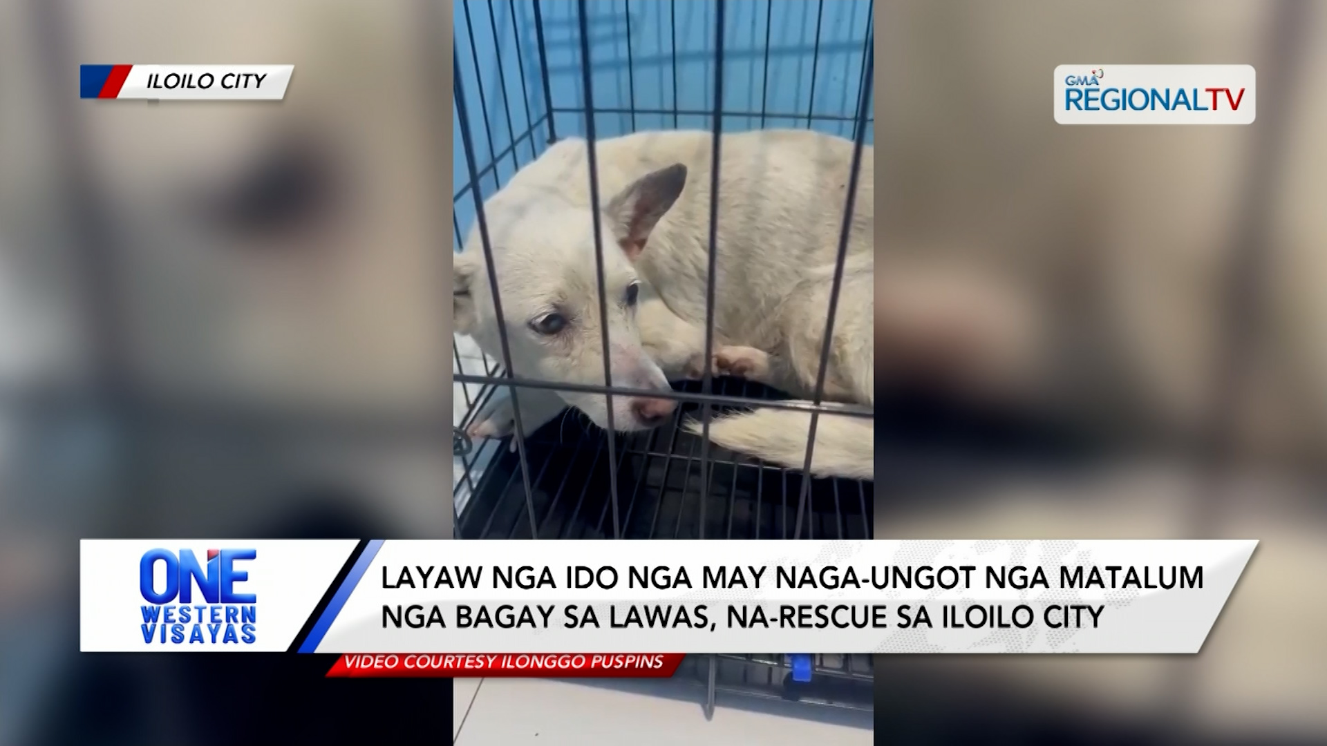 Layaw nga ido nga may buno sa lawas, na-rescue sa Iloilo City | One Western Visayas