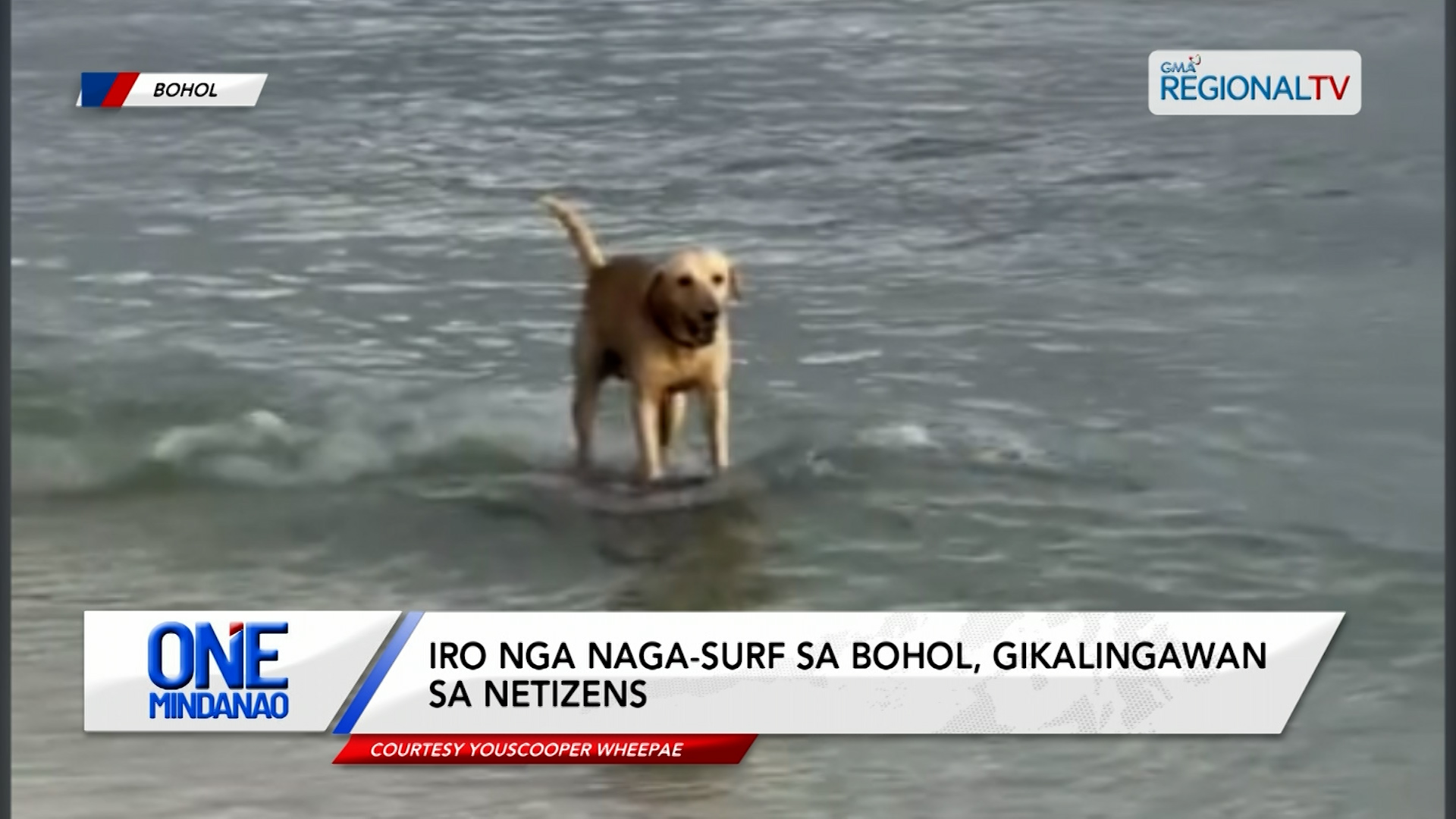 Iro nga naga-surf sa Bohol, gikalingawan sa netizens | One Mindanao