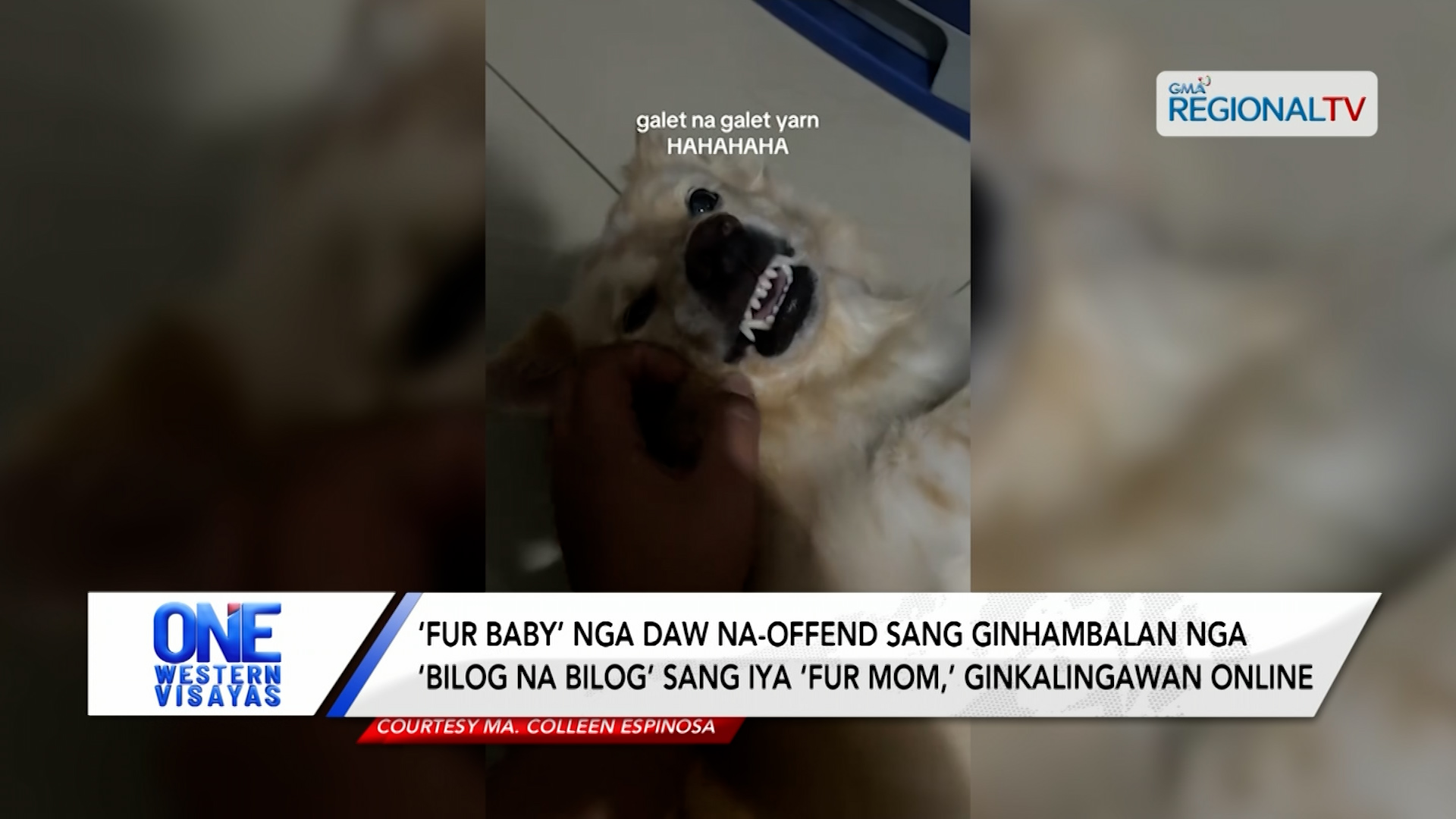 ‘Fur Baby’ nga daw na-offend sang ginhambalan ‘bilog na bilog’ sang ‘Fur Mom' | One Western Visayas