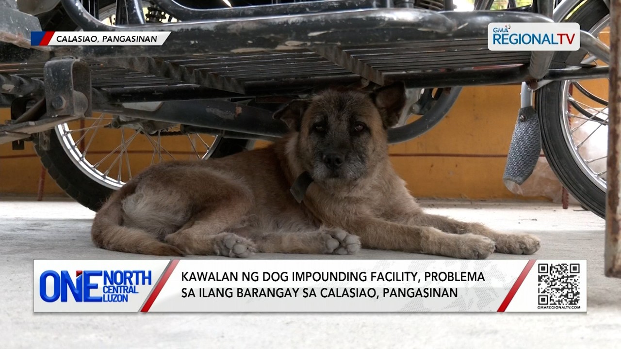 Kawalan ng dog impounding facility, problema sa ilang barangay sa Calasiao | One North Central Luzon