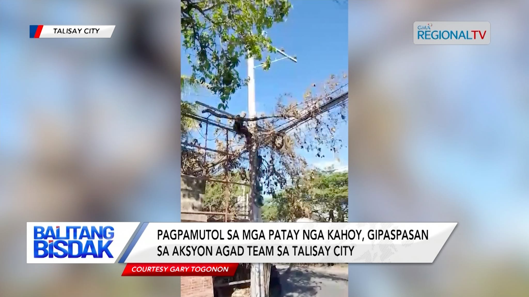 Pagpamutol sa mga Patay nga Kahoy sa Talisay City, Gipaspasan | Balitang Bisdak